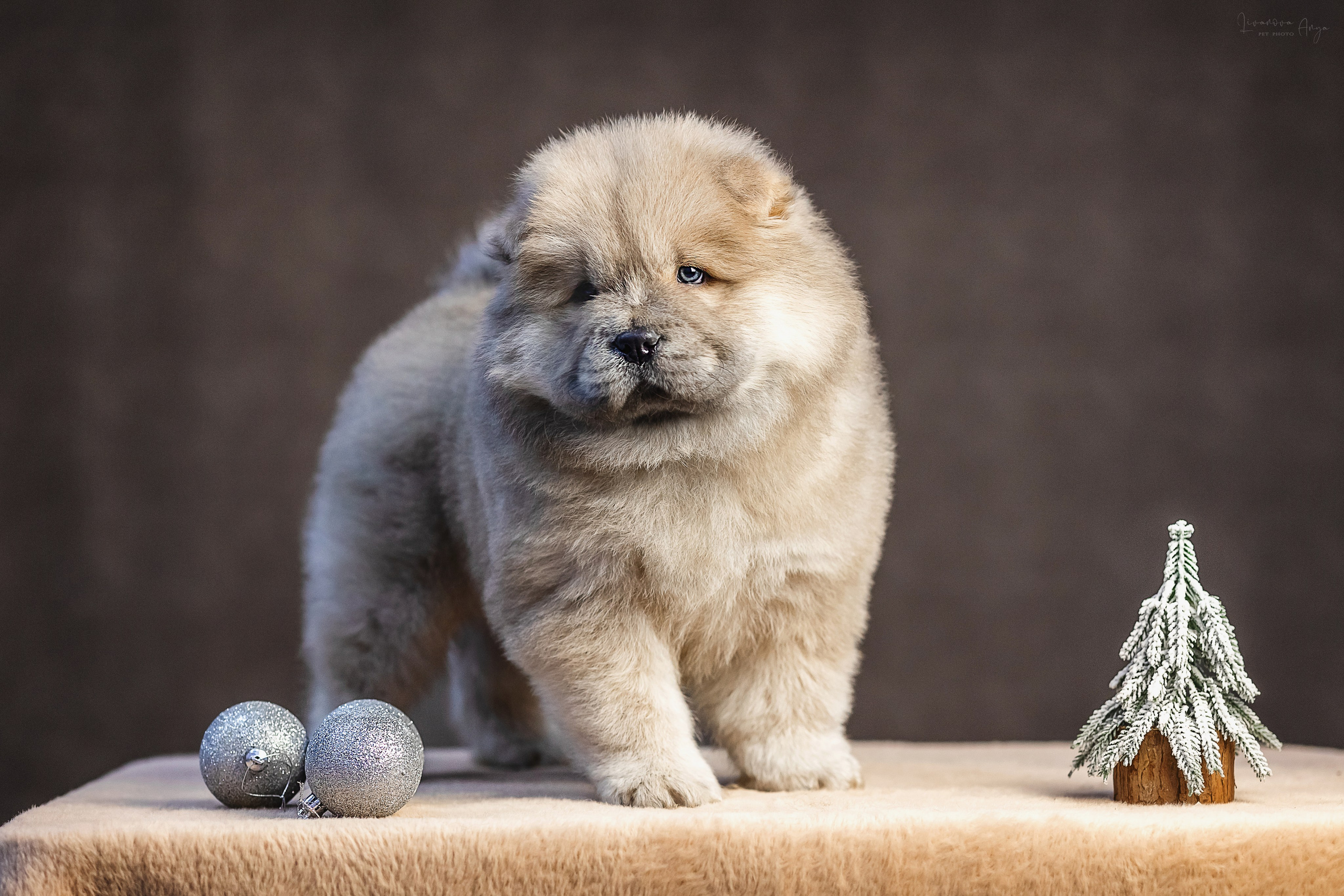 Чаушки. Фотограф анималист Аня Ливанова | Рыбинск