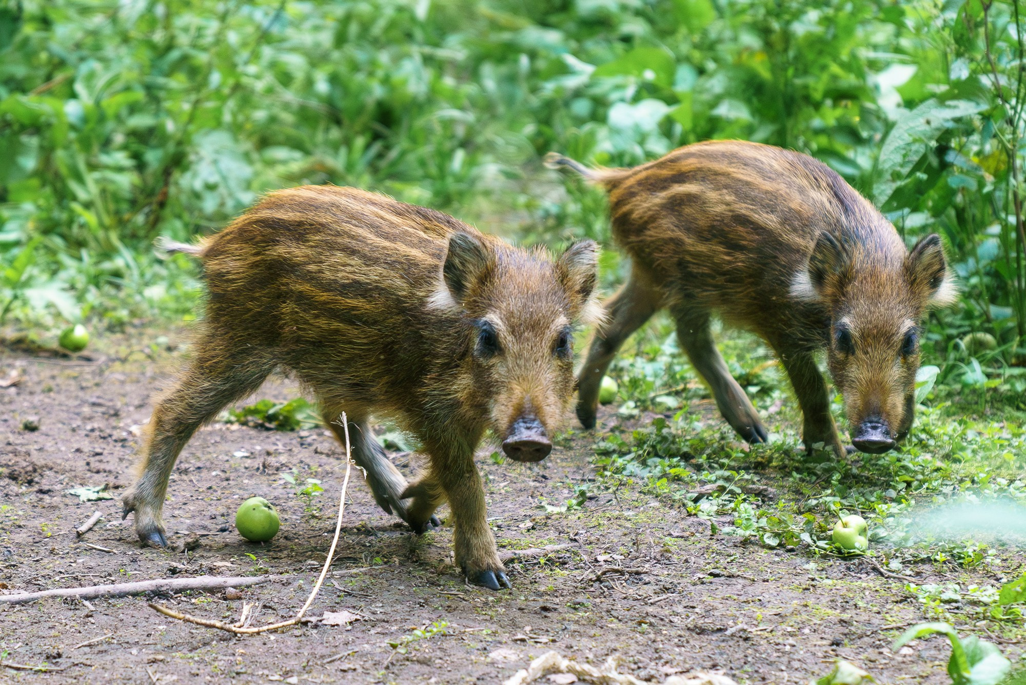 Животные. Ваш личный фотограф Марина Волкова