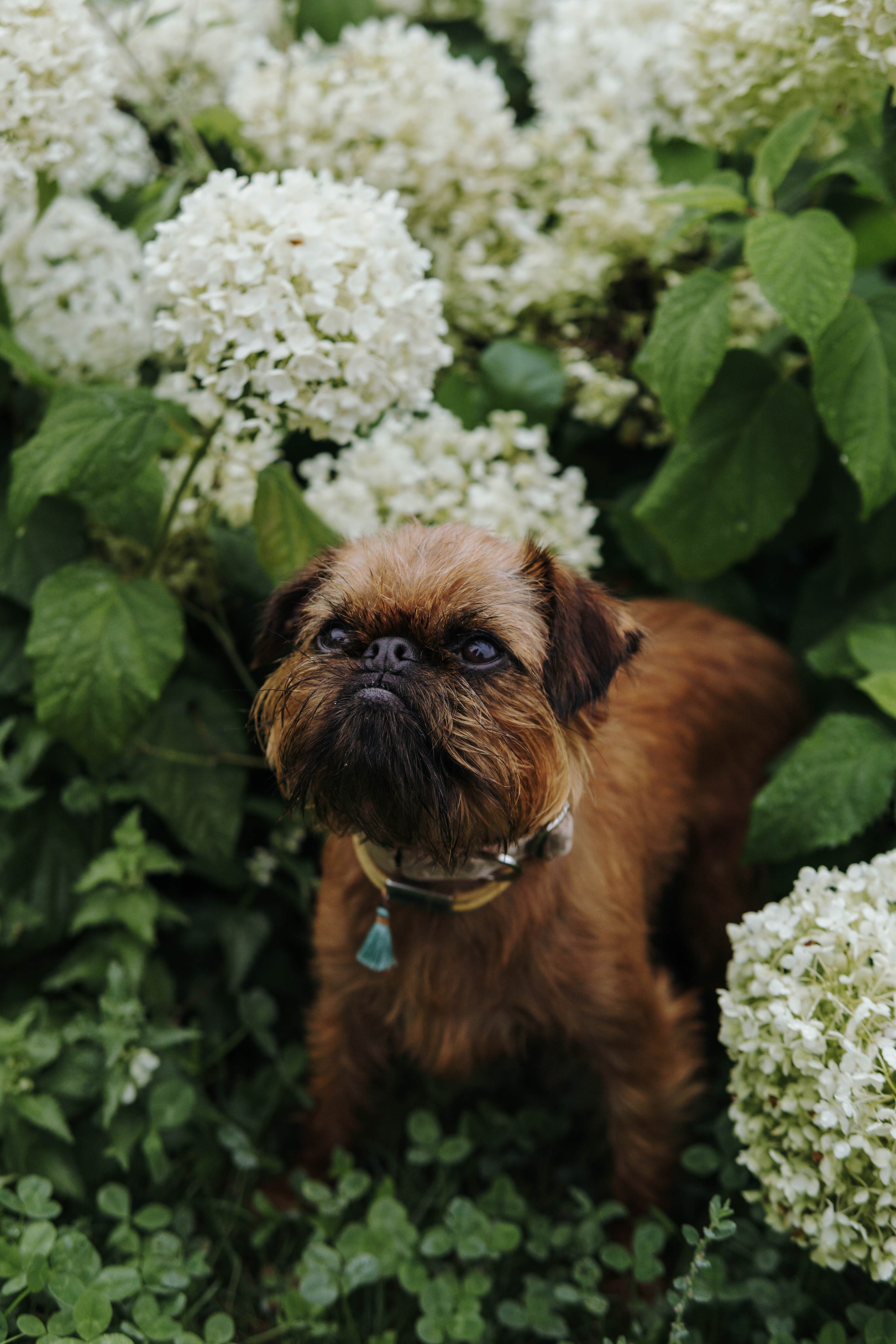 Наташа, Сережа и Хавьер. Фотограф-анималист Ксения Воробьева, Москва