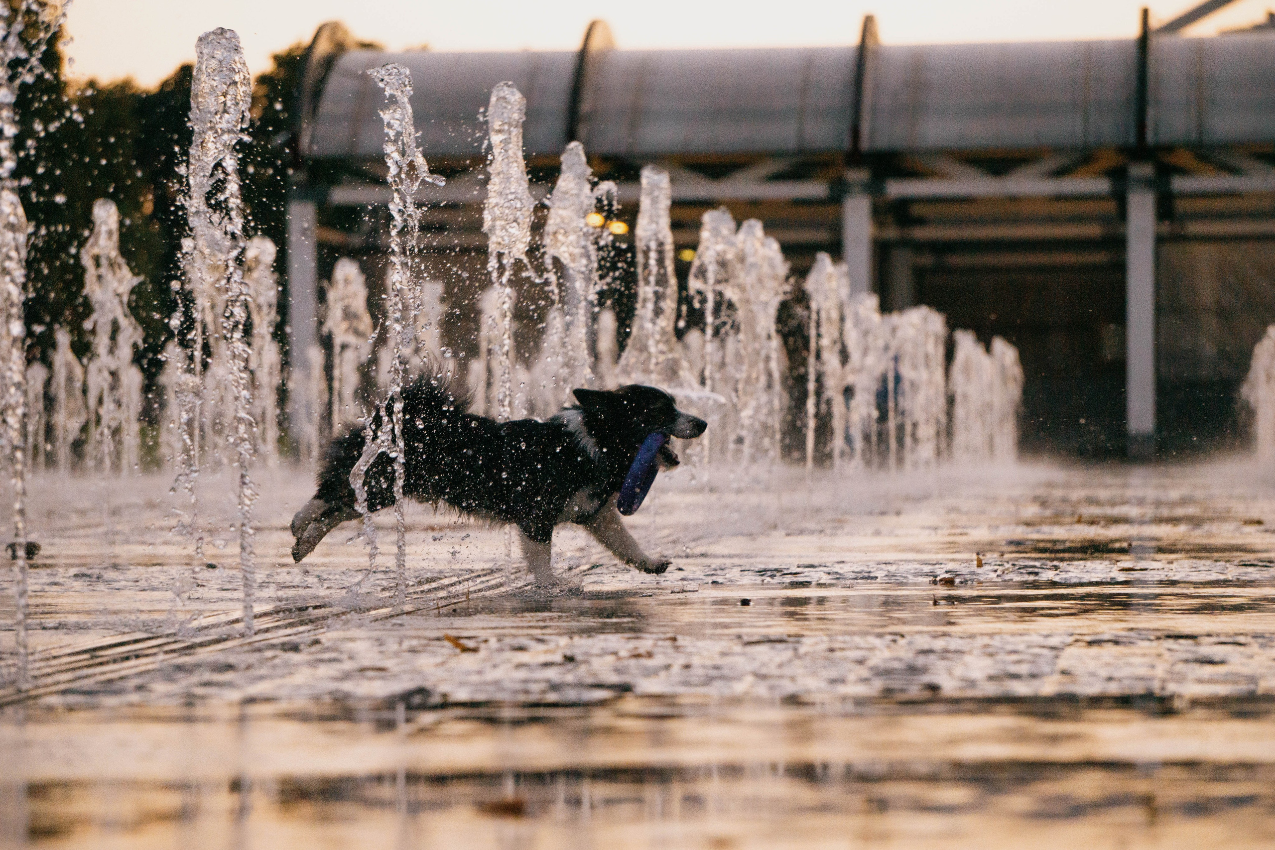 Даша и Тюбик. Фотограф-анималист Ксения Воробьева, Москва