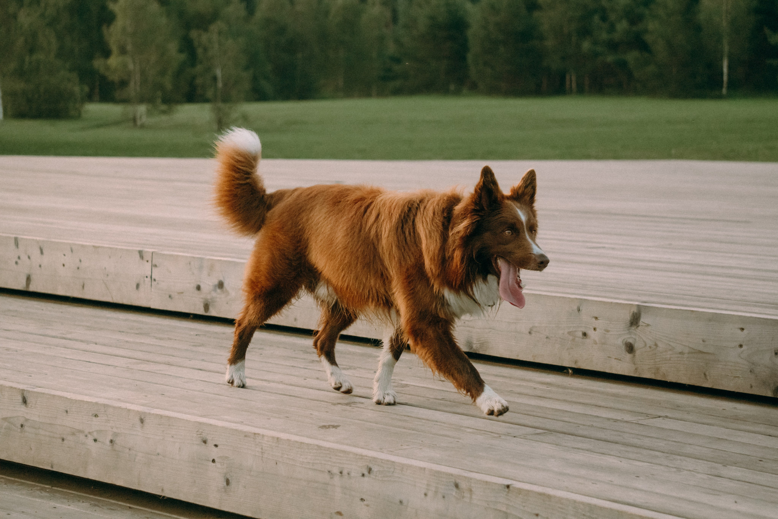 Виолетта, Лила и Питер. Фотограф-анималист Ксения Воробьева, Москва