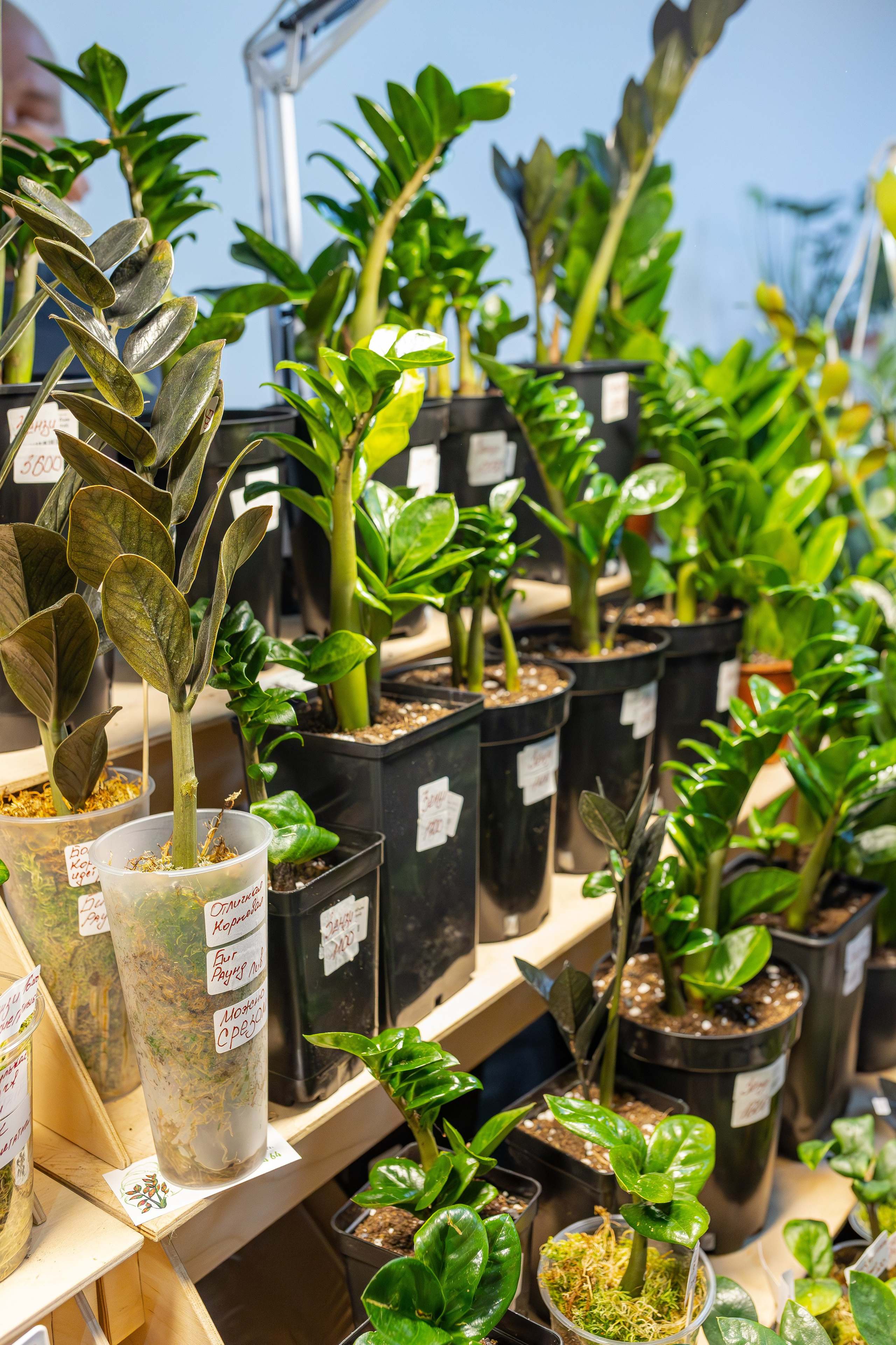 Монстериум апрель 2026. Александра Куликова фотограф, Москва