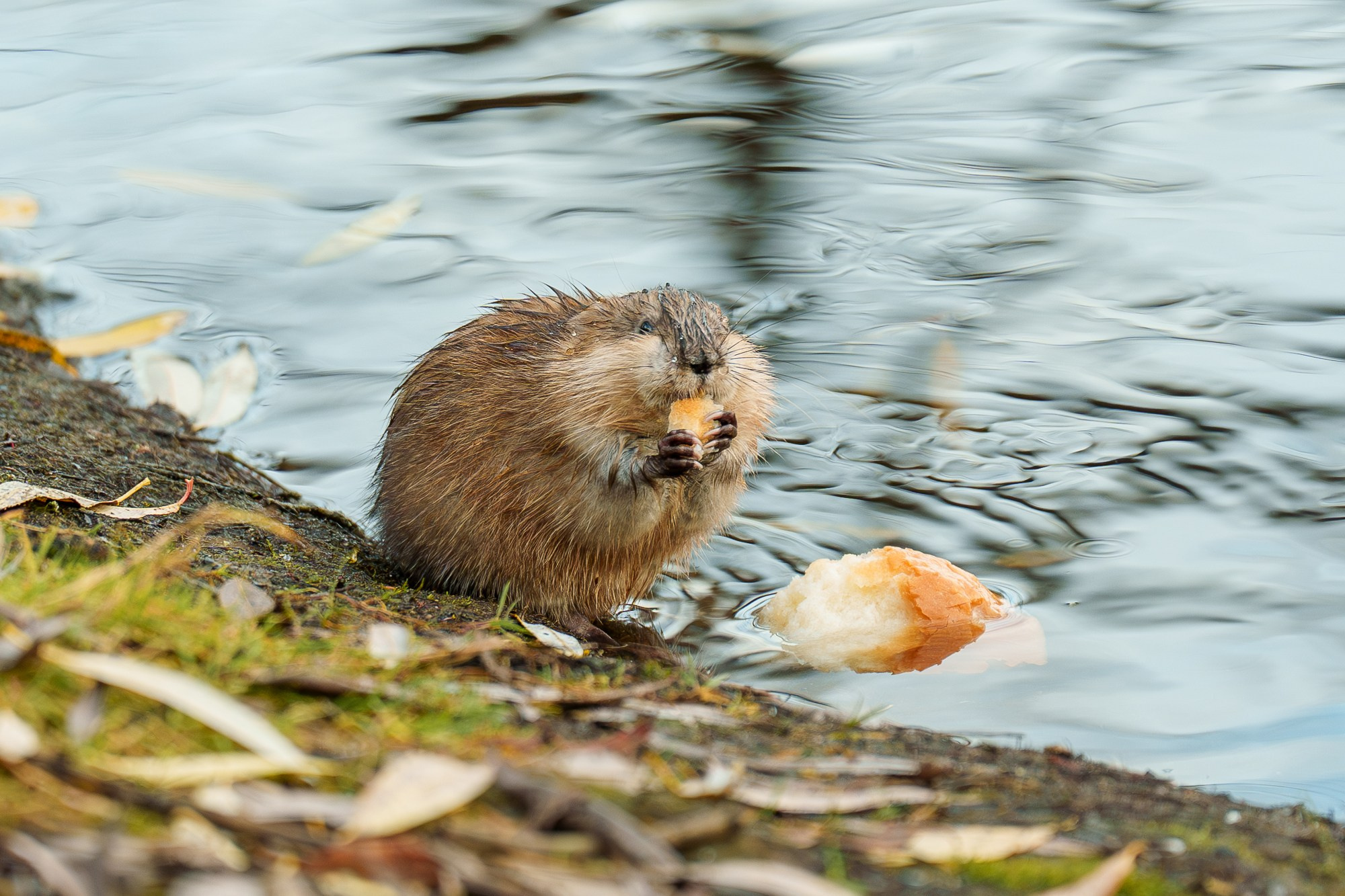 Животные. Ваш личный фотограф Марина Волкова