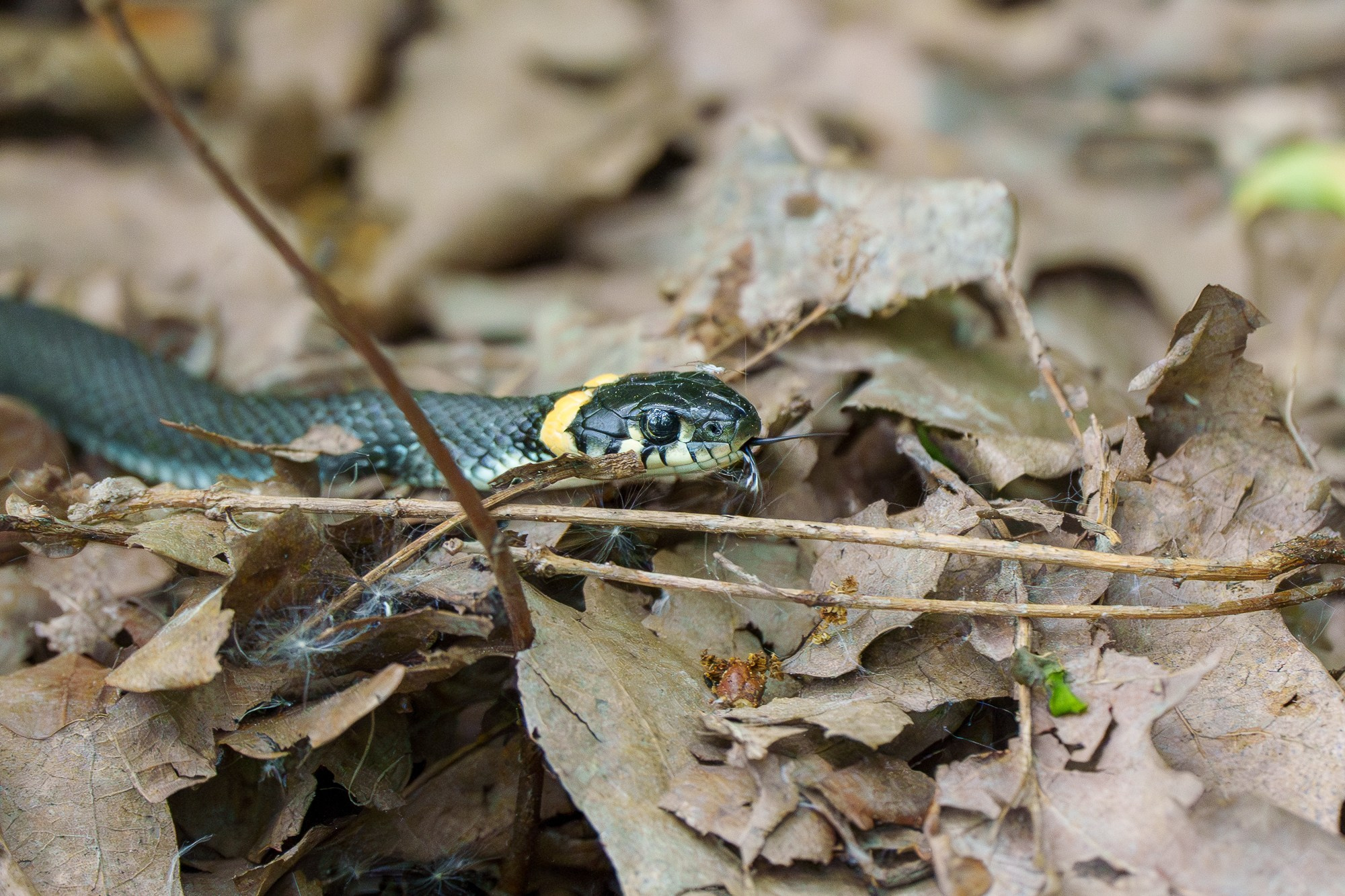 Животные. Ваш личный фотограф Марина Волкова