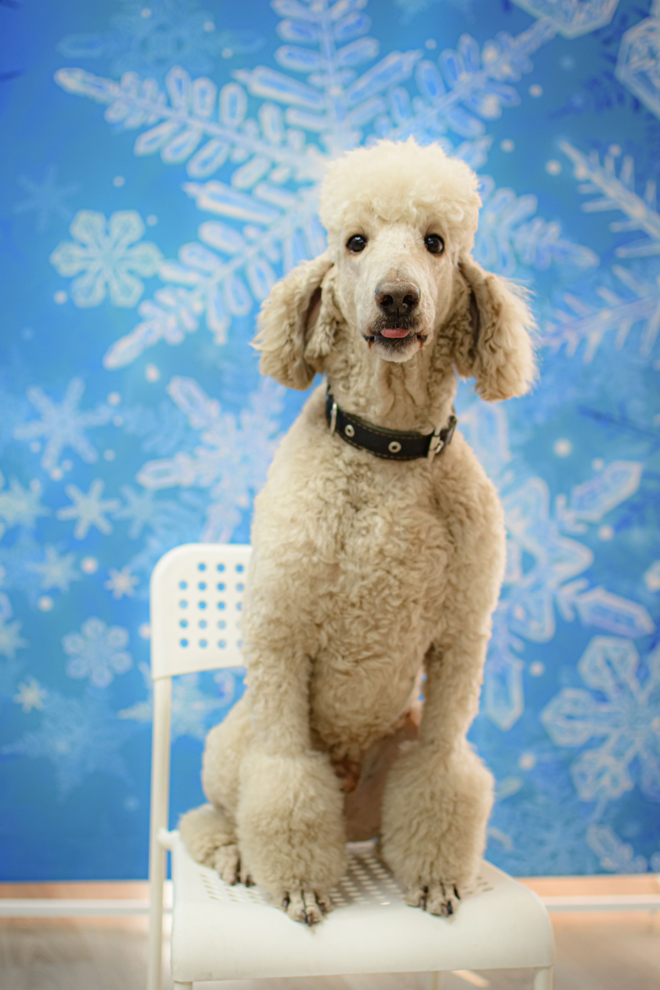 HAPPY NEW YEAR. Photokarish