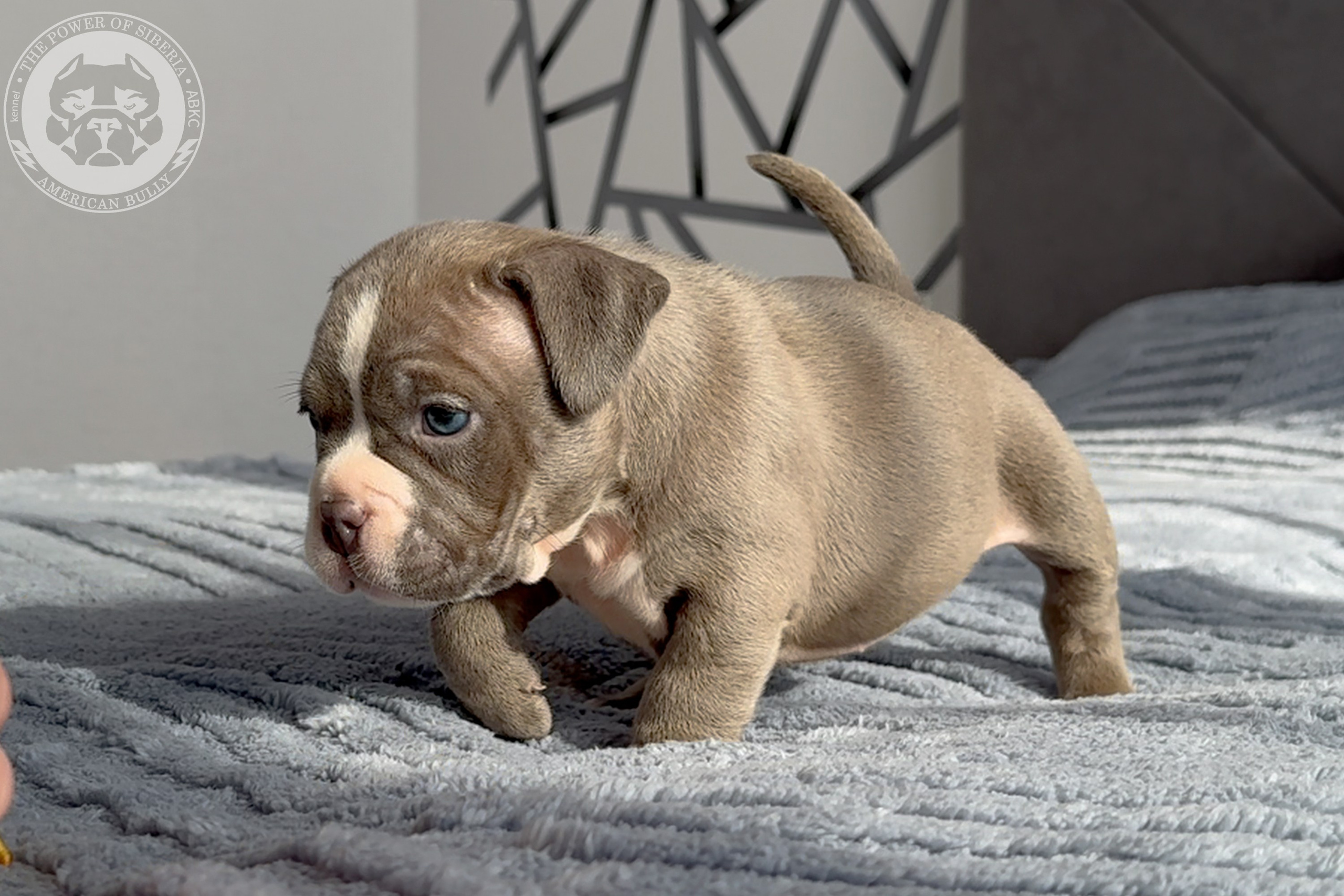Свободные щенки Американский Булли стандарт и Свободные щенки Американский Булли классик. Американский Булли в г. Ростов-на-Дону. Питомник THE POWER OF SIBERIA