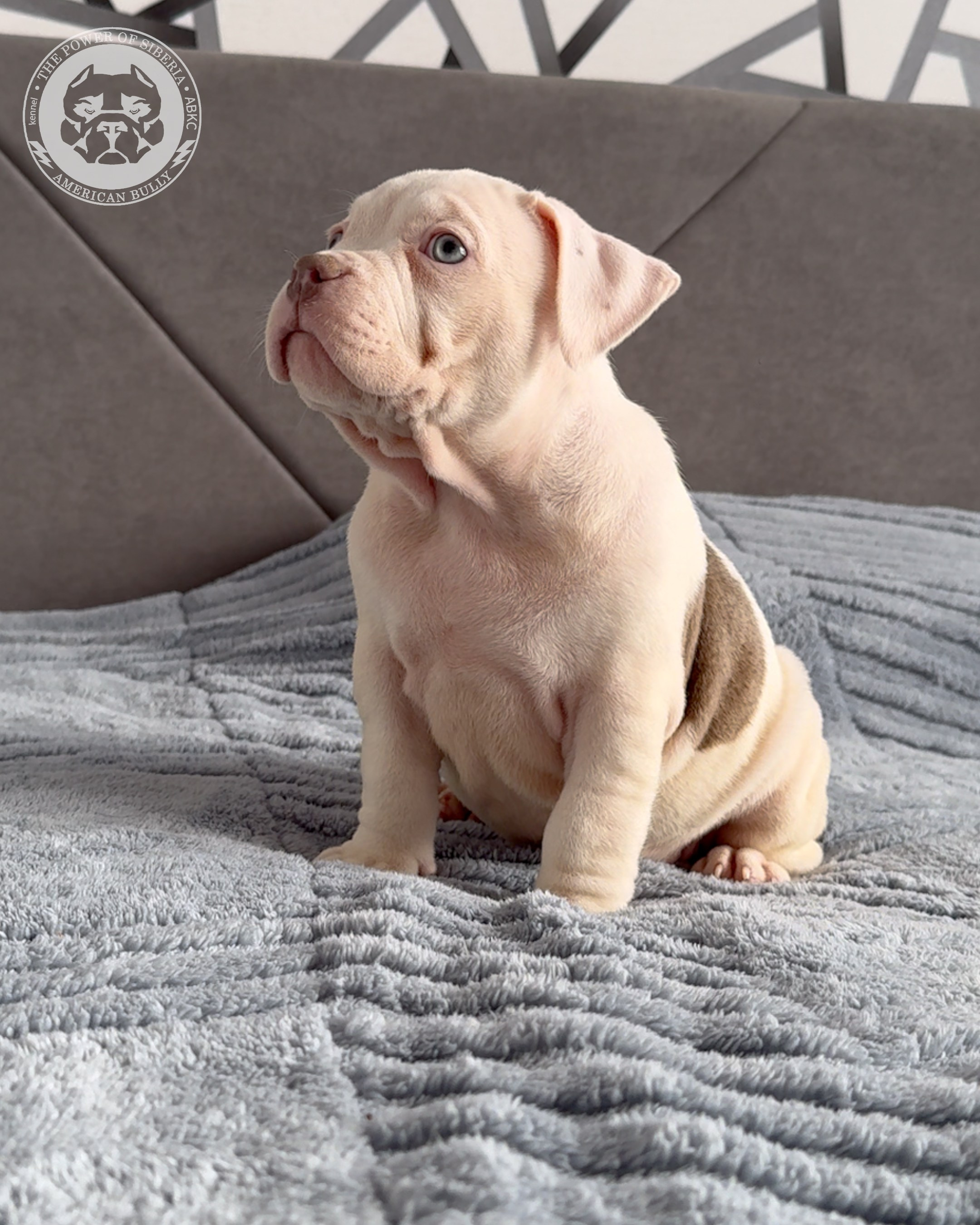 Свободные щенки Американский Булли, в типах покет, классик, стандарт. Американский Булли в г. Ростов-на-Дону. Питомник THE POWER OF SIBERIA