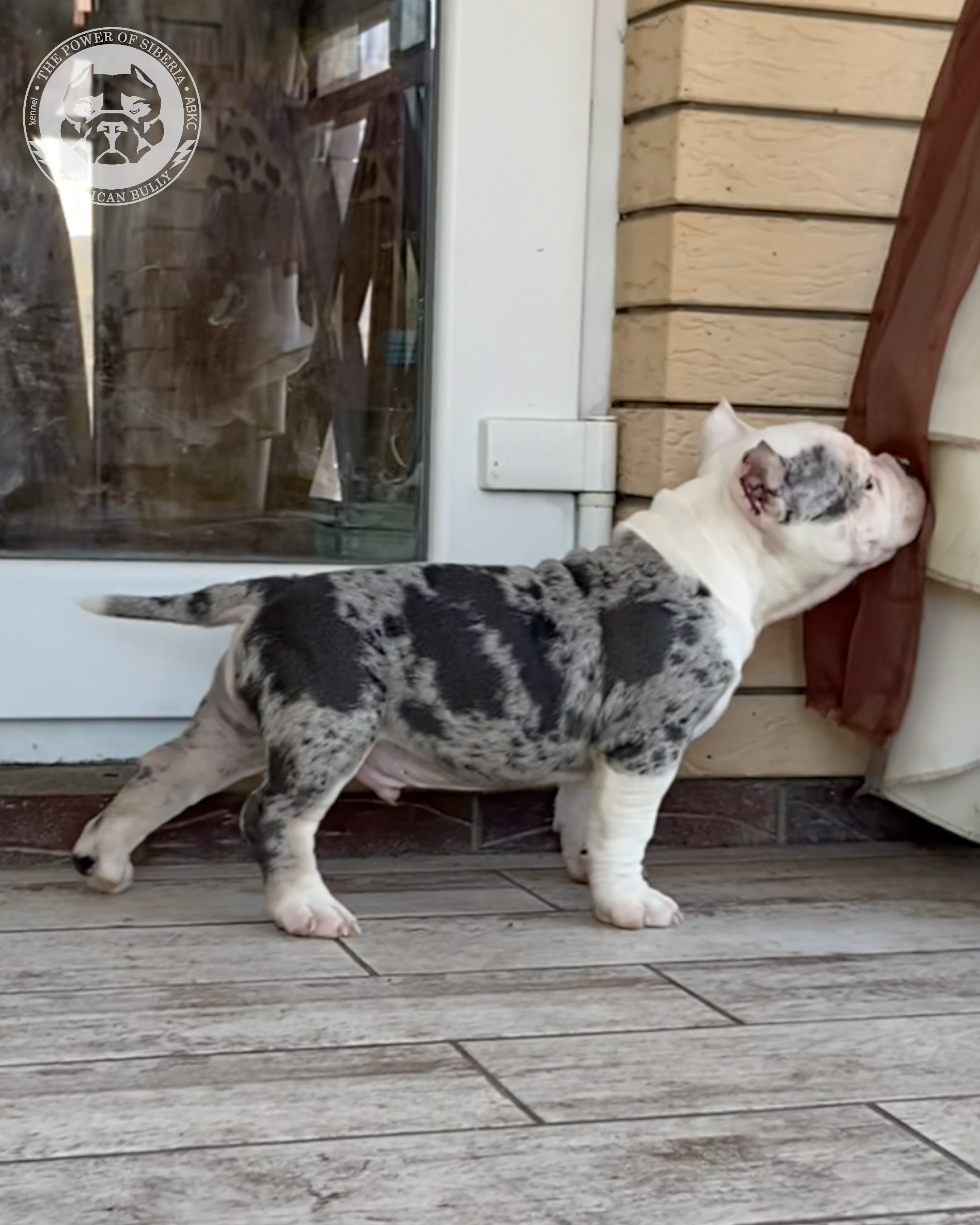 Свободные щенки Американский Булли, в типах покет, классик, стандарт. Американский Булли в г. Ростов-на-Дону. Питомник THE POWER OF SIBERIA
