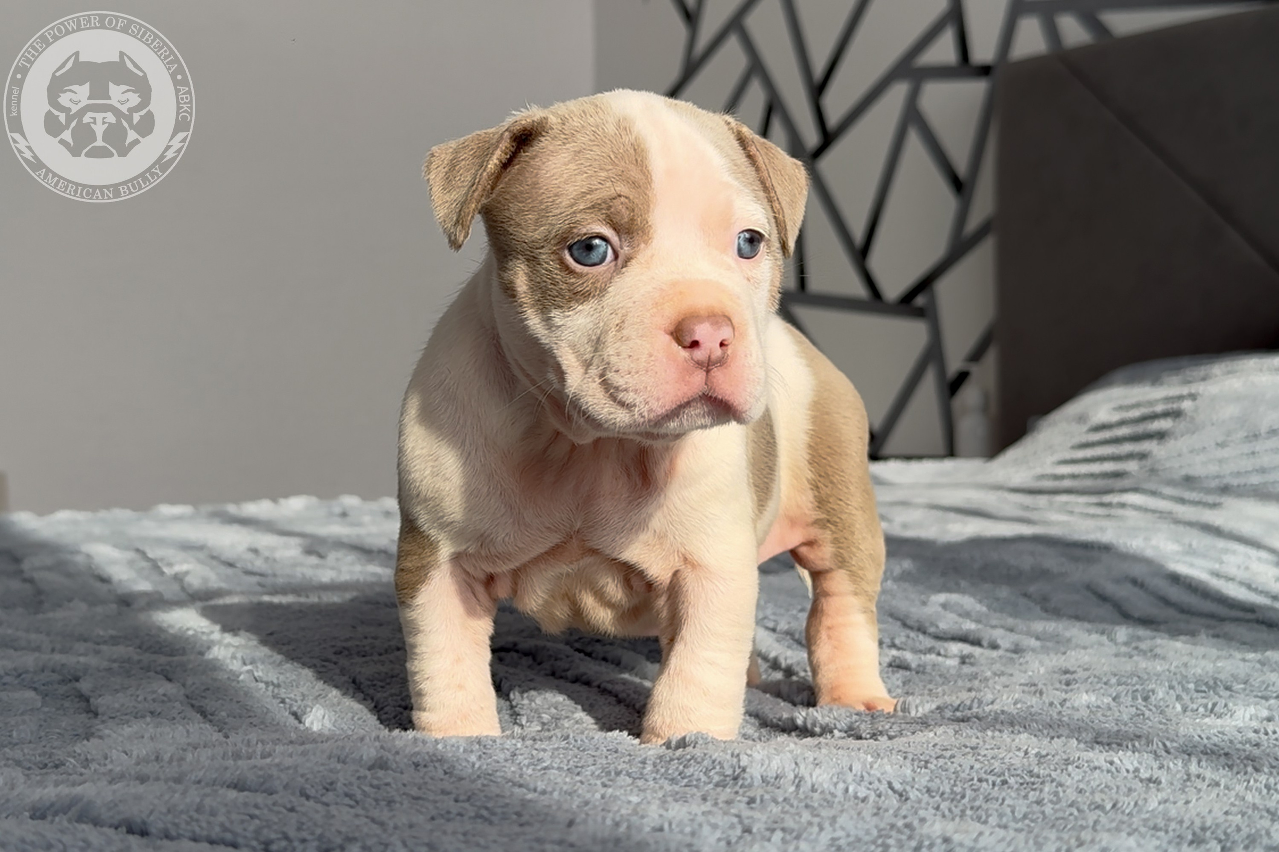 Свободные щенки Американский Булли стандарт и Свободные щенки Американский Булли классик. Американский Булли в г. Ростов-на-Дону. Питомник THE POWER OF SIBERIA