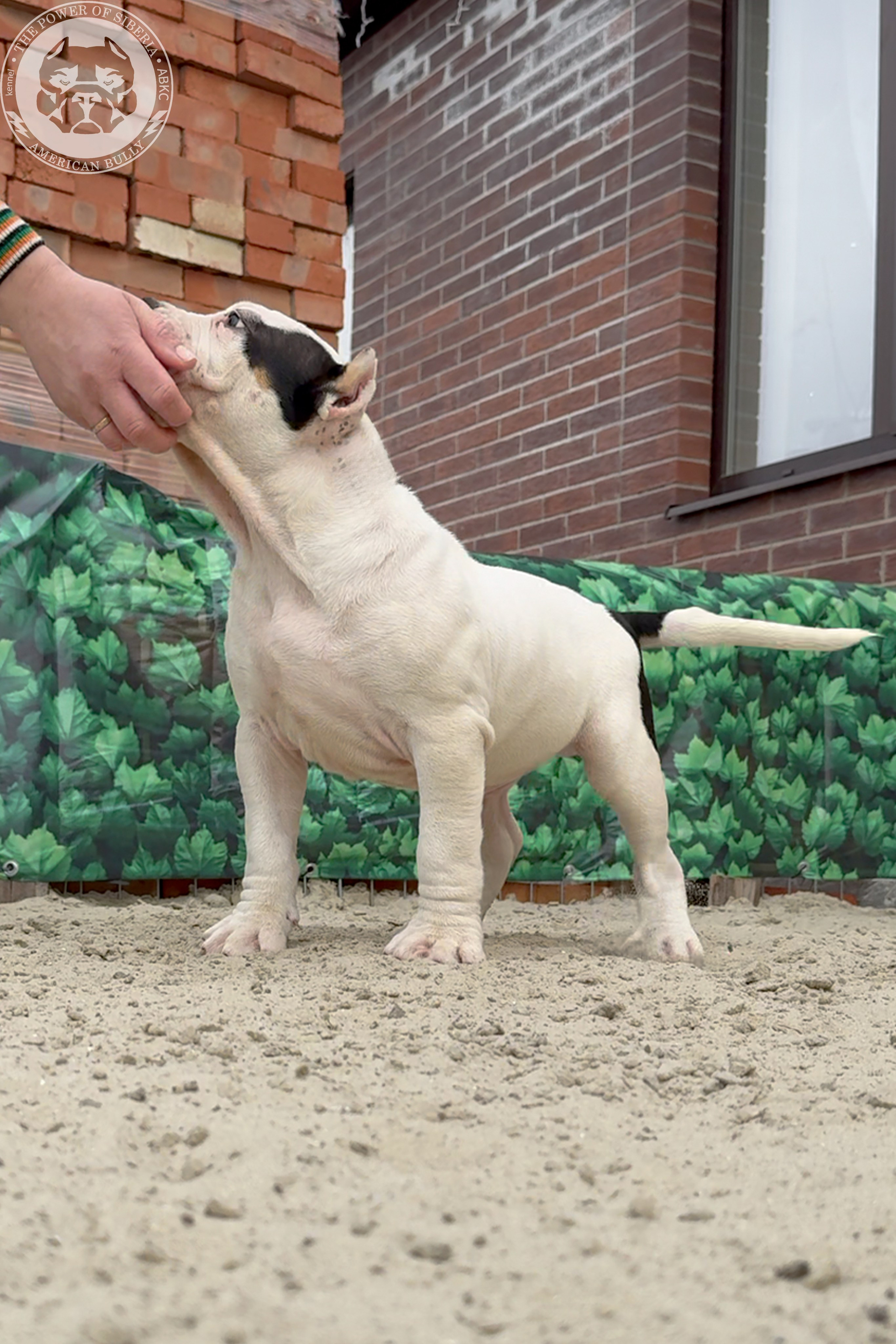 20.01.26-Рокси-Арчи. Американский Булли в г. Ростов-на-Дону. Питомник THE POWER OF SIBERIA
