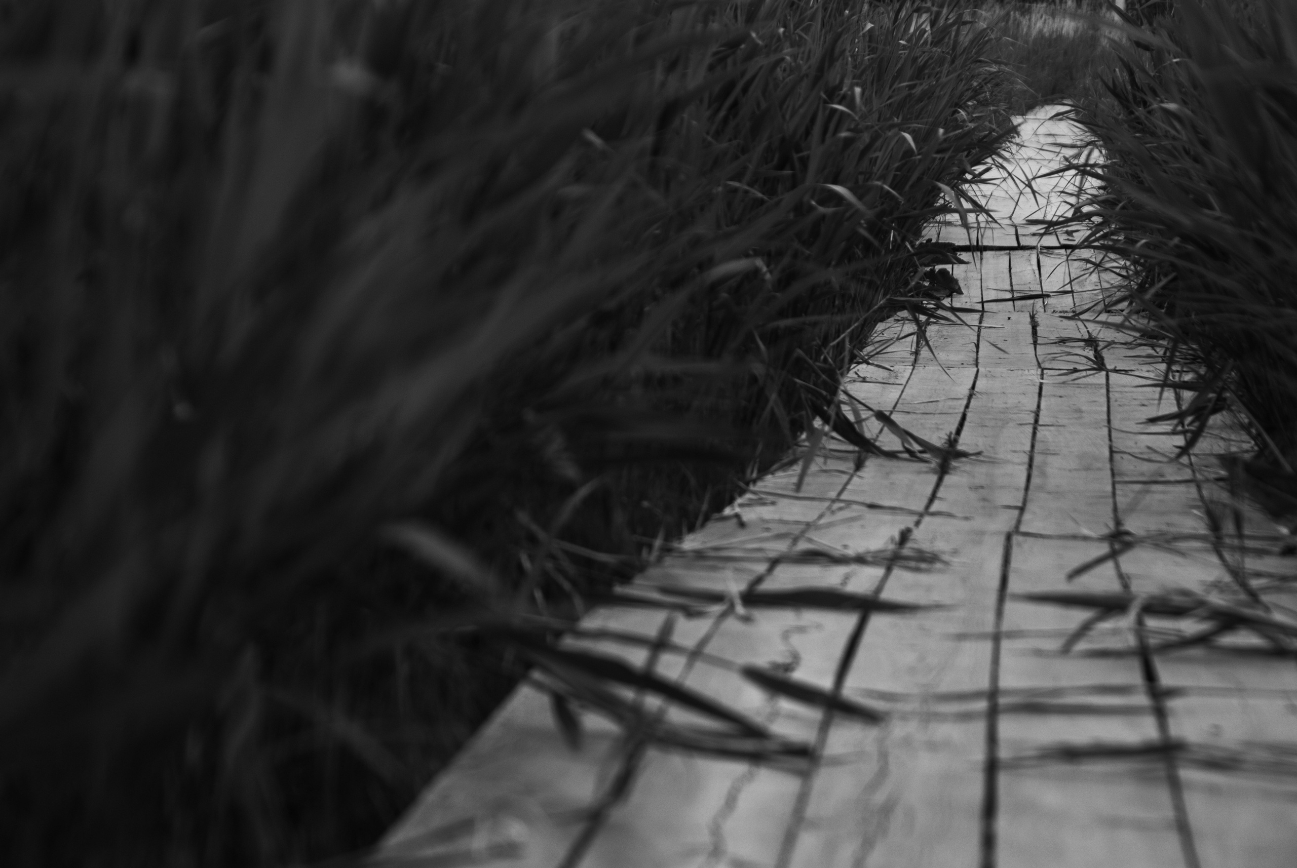 Внутривенные сны (2018-2023)