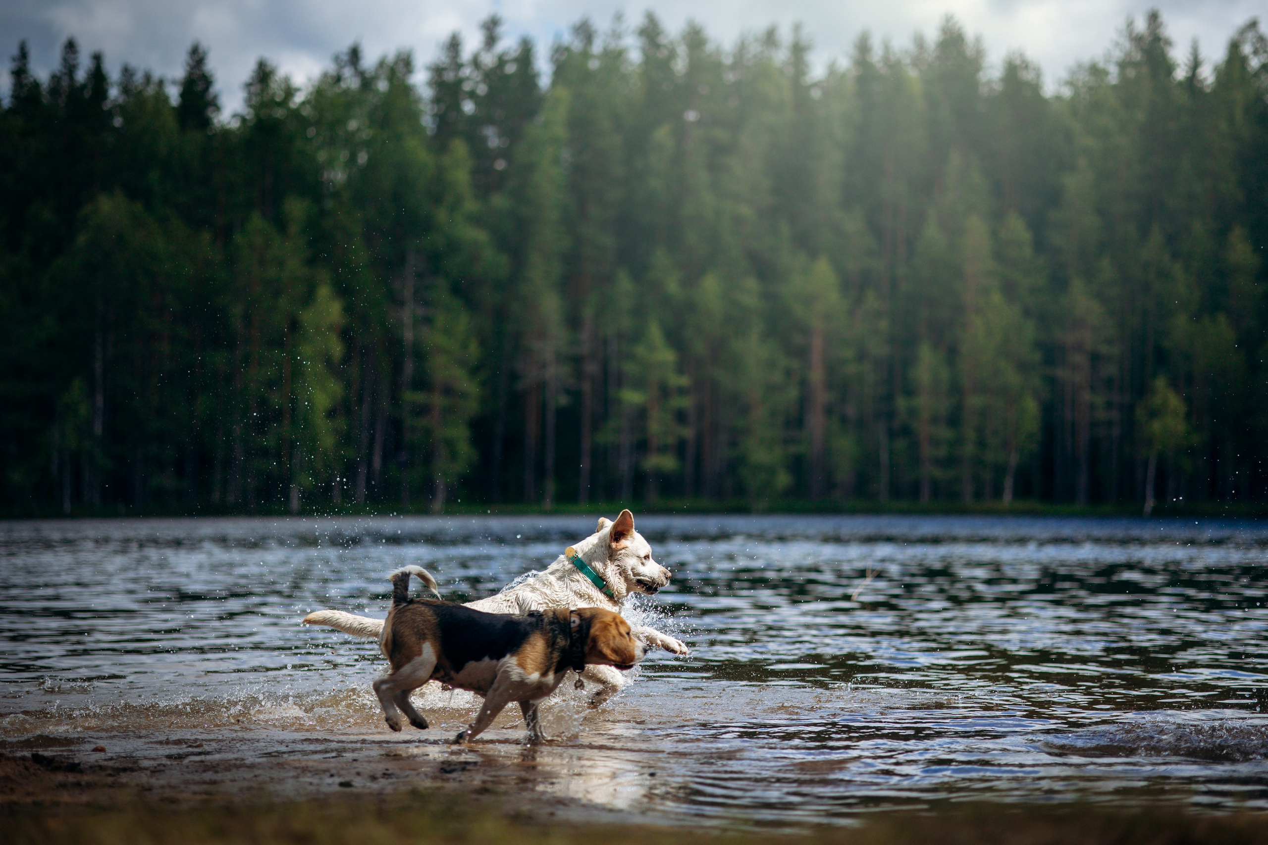 Котофеи и их семья. Фотограф — Анималист | Санкт-Петербург