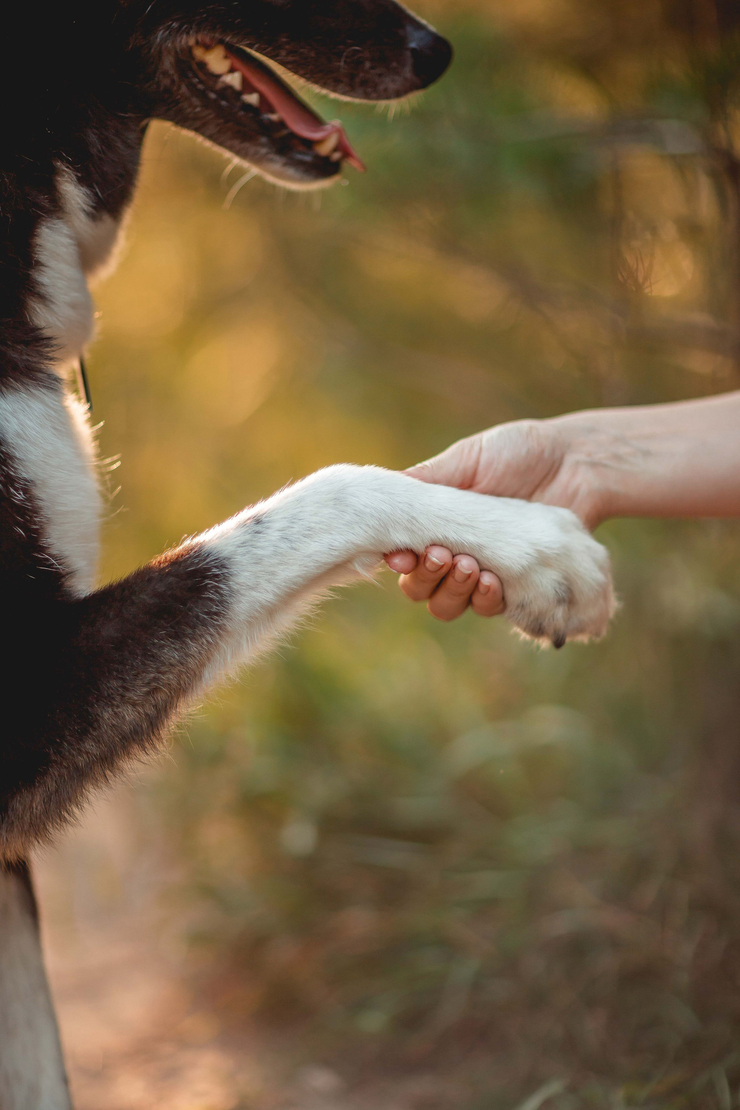 Космос и его люди. Семейный фотограф анималист Мария Крючкова