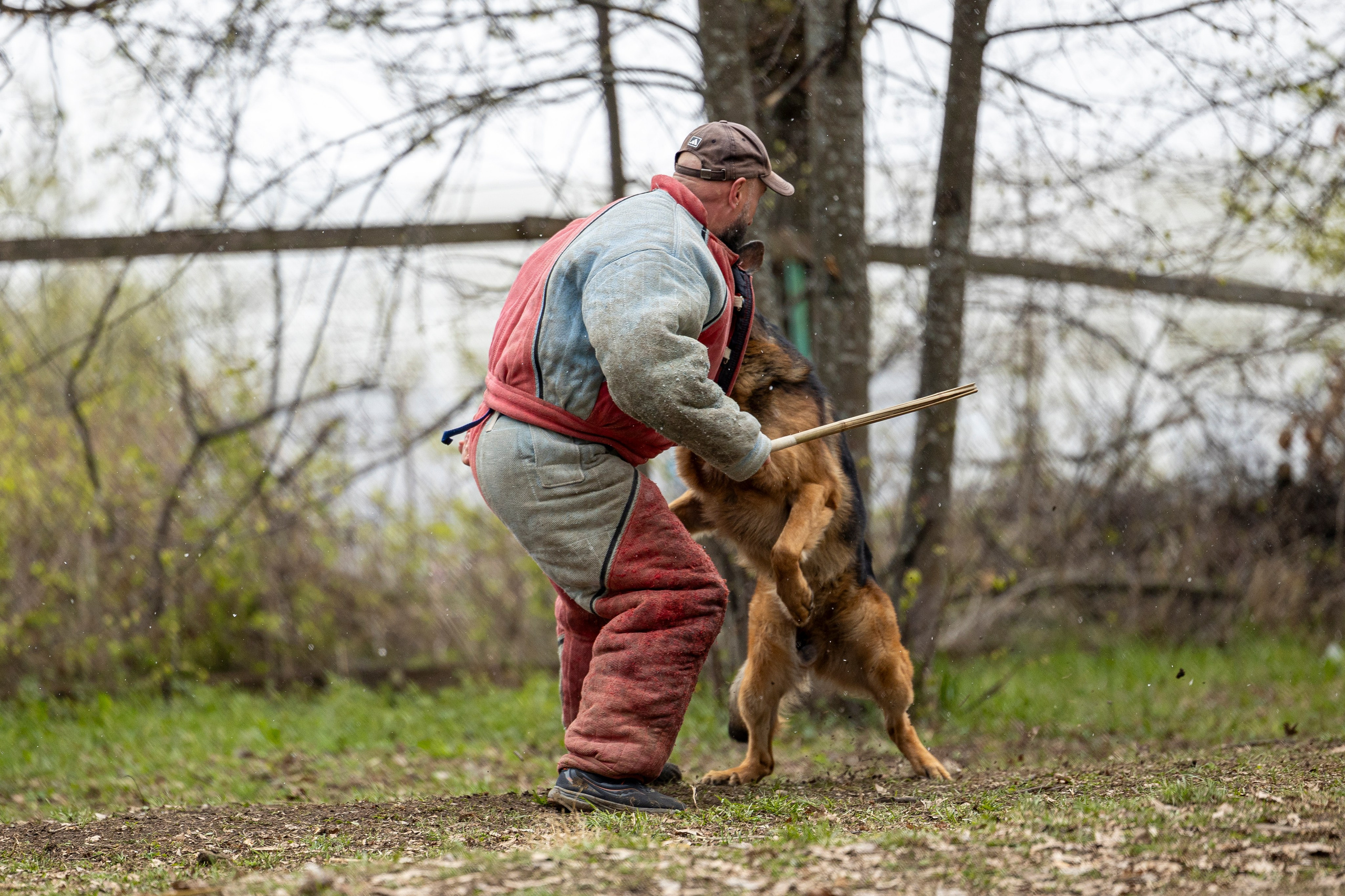 Квалификационные состязания по мондьорингу г. Вологда 11.05.24. Фотограф-анималист Анна Маринич