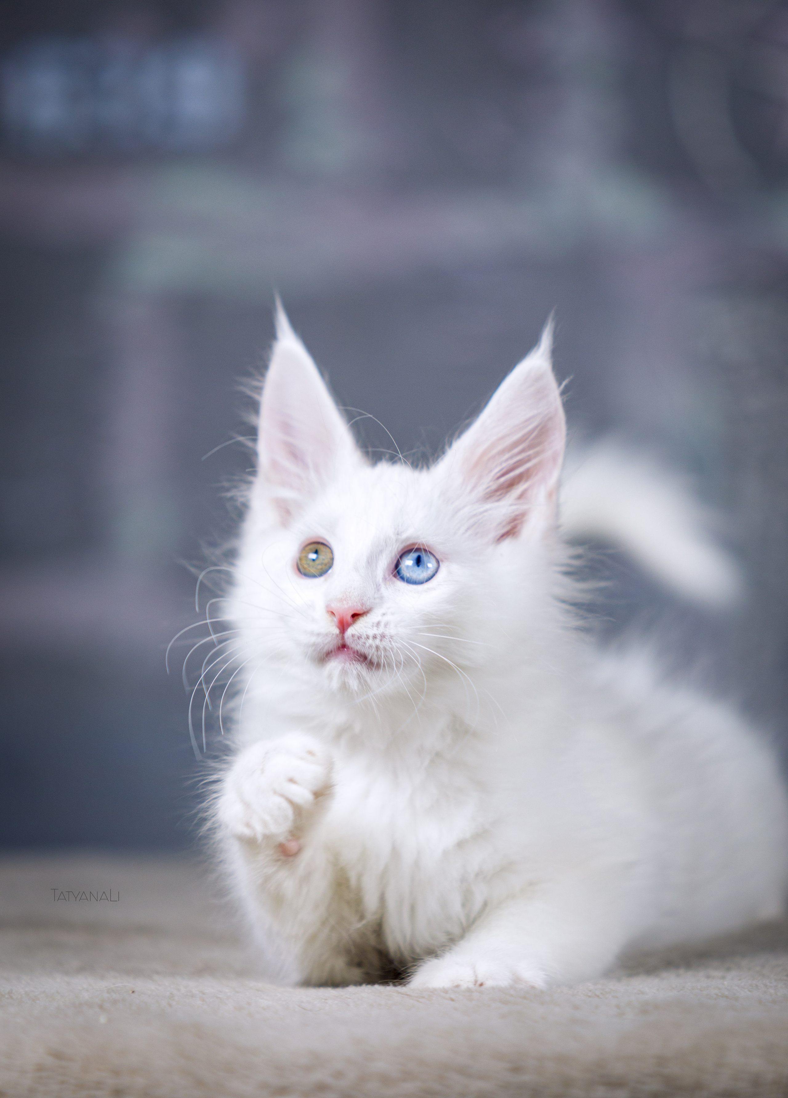 Котята. Фотограф — анималист Татьяна Ли