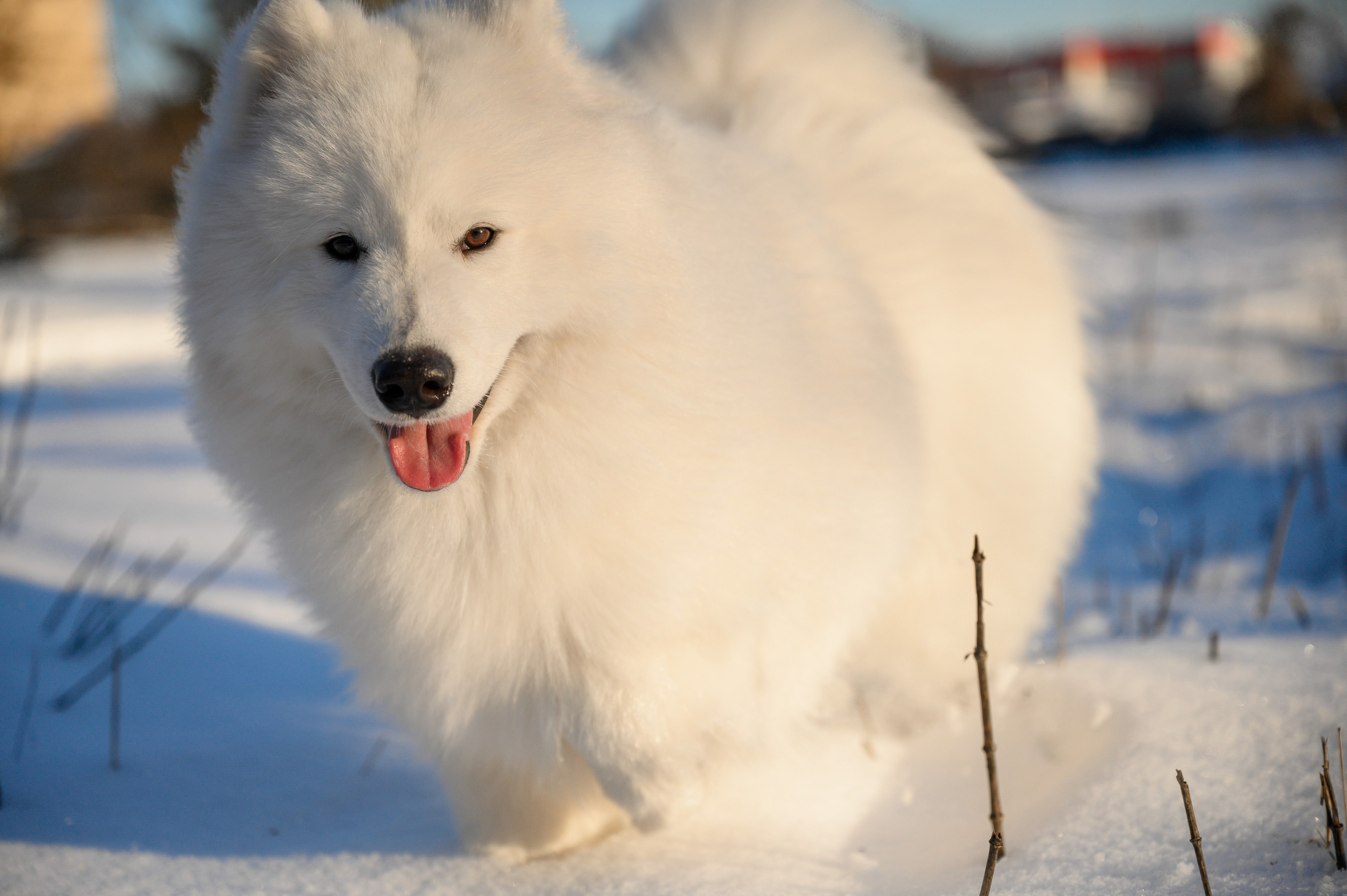 Самоед Тайфун. Bazarkom-photo.ru Фотограф Виктор Оськин в Старом Осколе