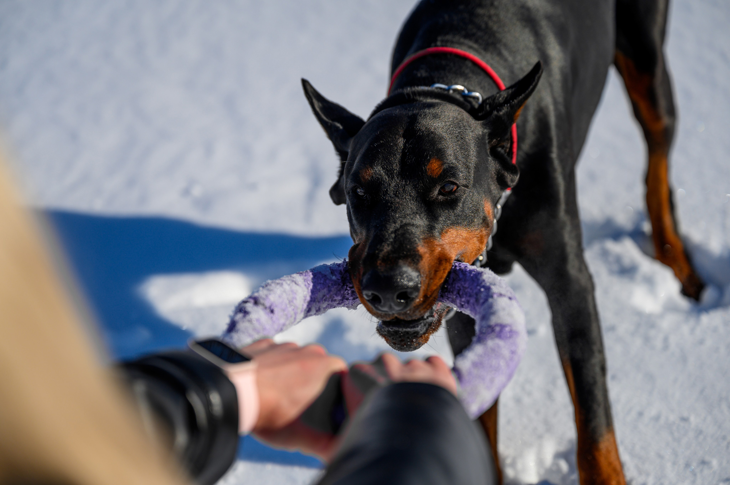 Доберман Рэн. Bazarkom-photo.ru Фотограф Виктор Оськин в Старом Осколе