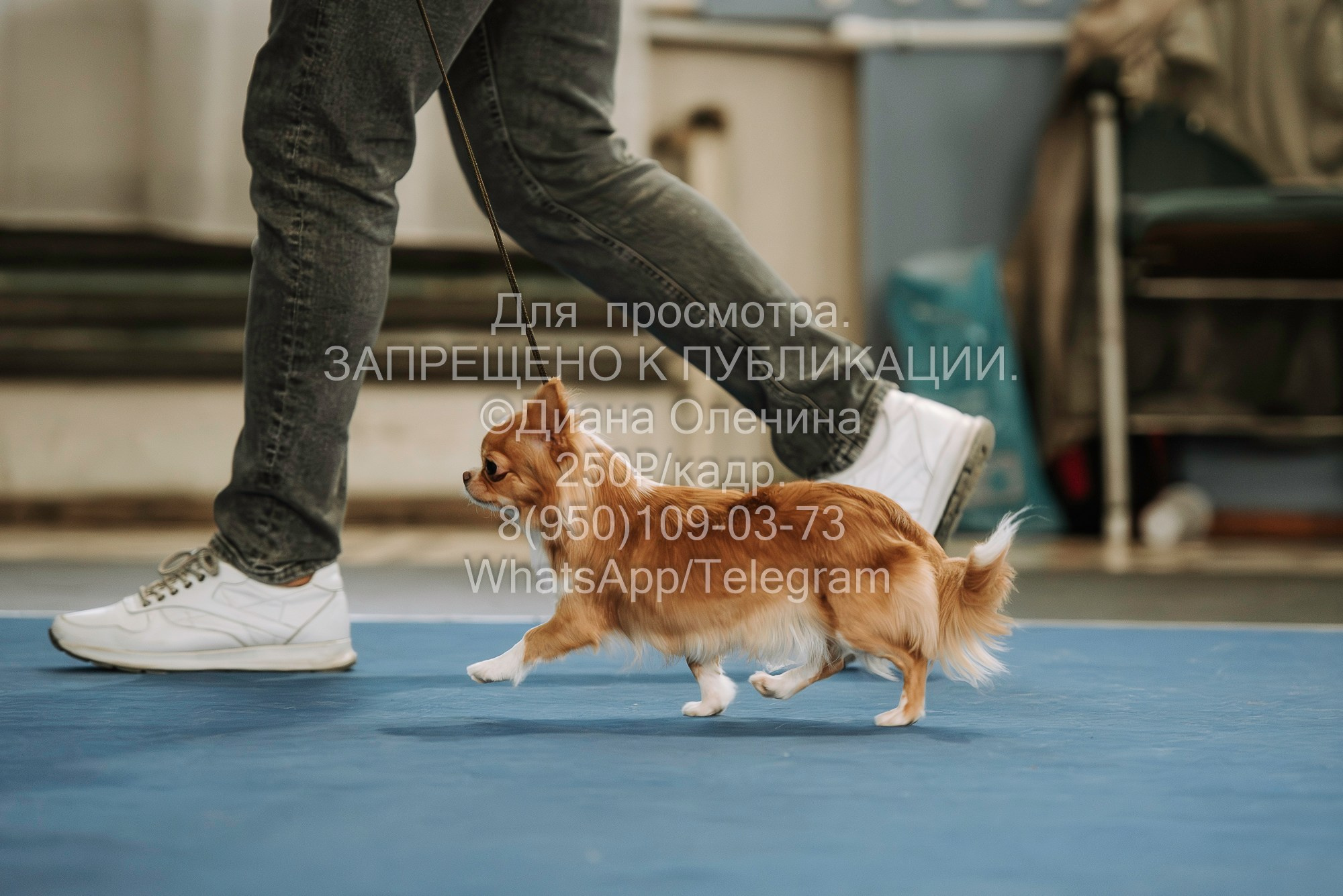 Выставка собак Красноярск 29.10.2023. Фотограф Диана Оленина Красноярск / Братск