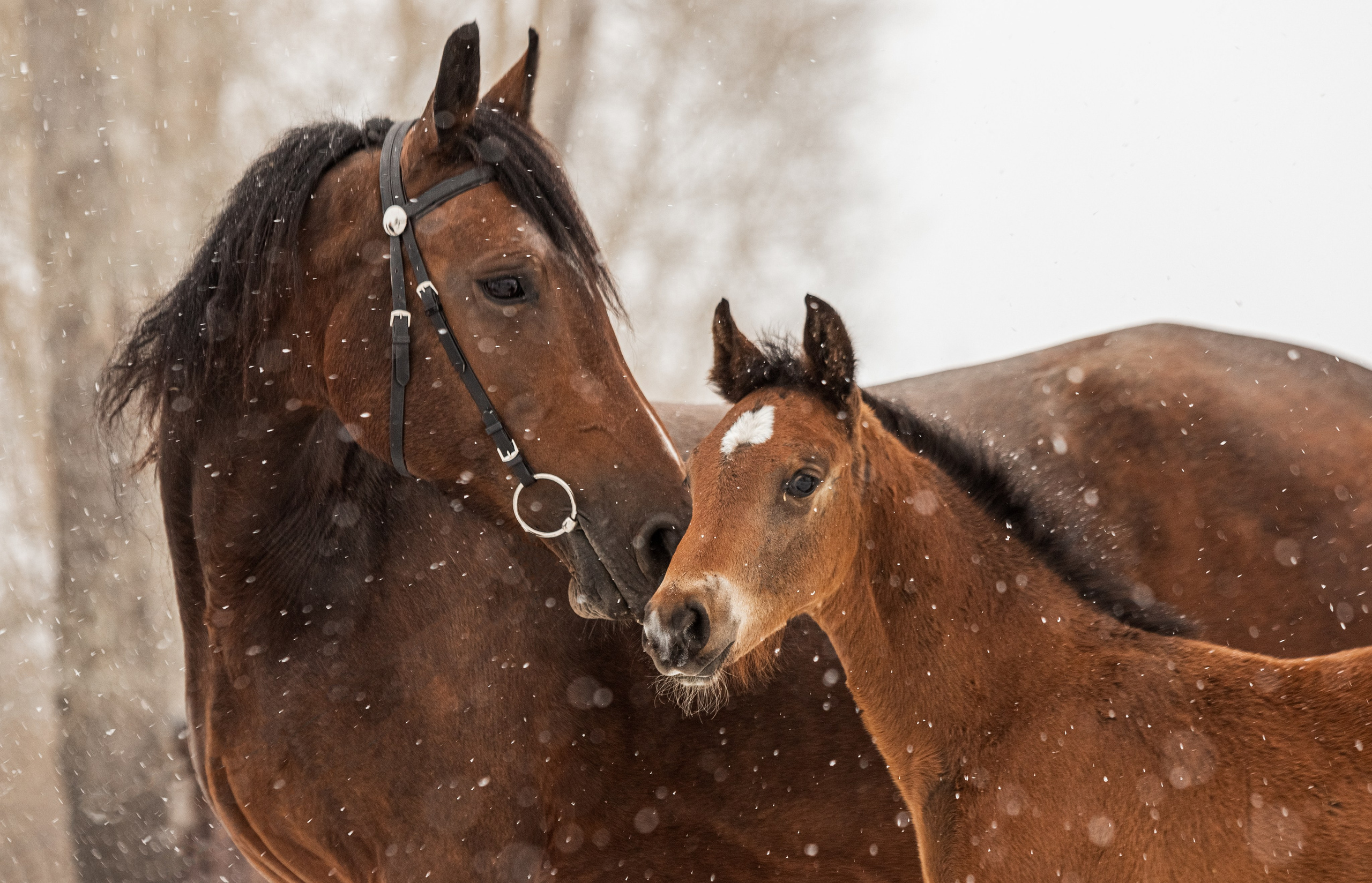 Портреты лошадей. Главная