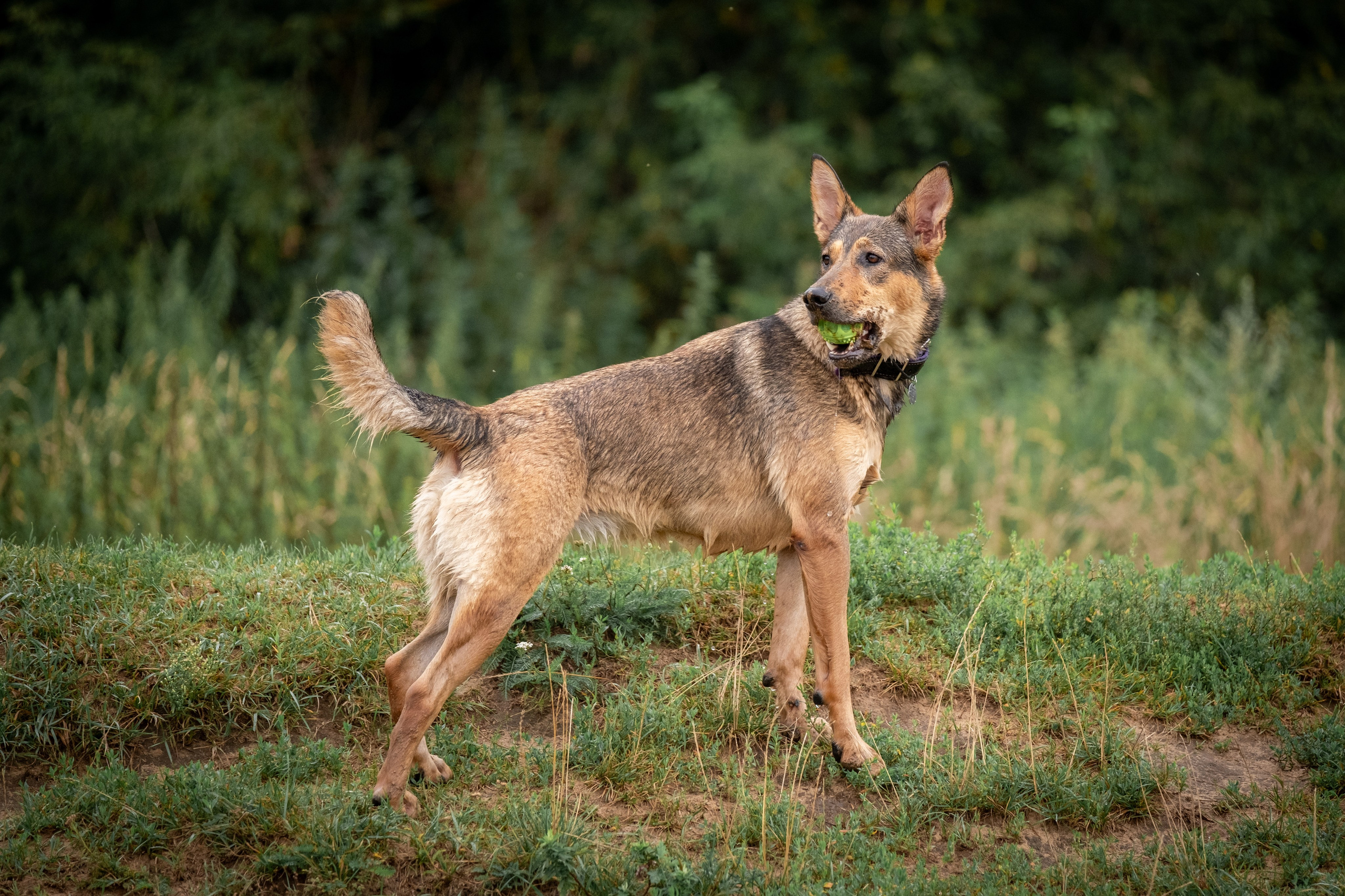 Надя и Луна. Зоофотограф, фотограф животных в Москве и области Дина Дамоцева