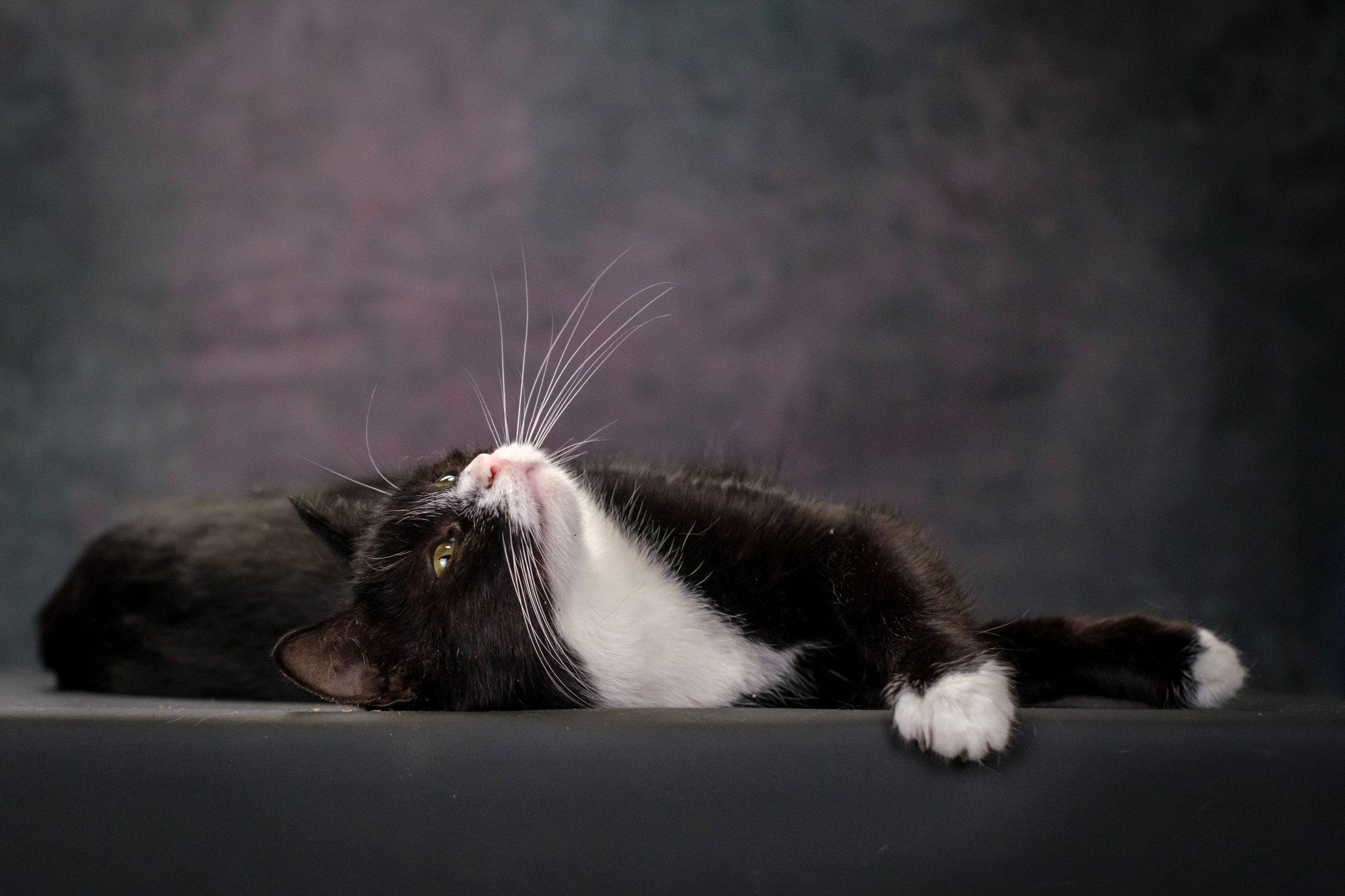 Котики Мурмурии). Зоофотограф, фотограф животных в Москве и области Дина Дамоцева