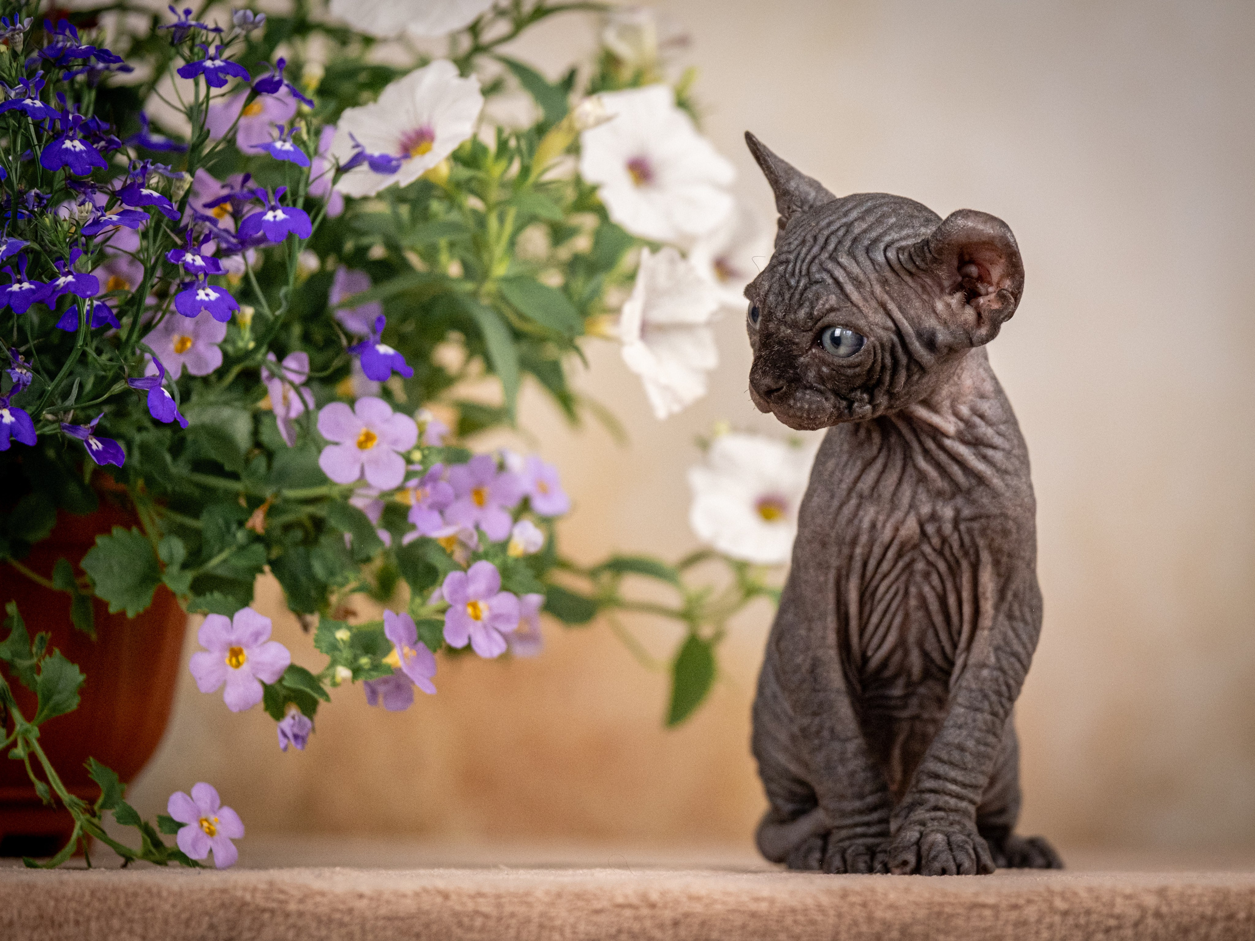 Сфинксы и эльфы для Никиты!. Зоофотограф, фотограф животных в Москве и области Дина Дамоцева