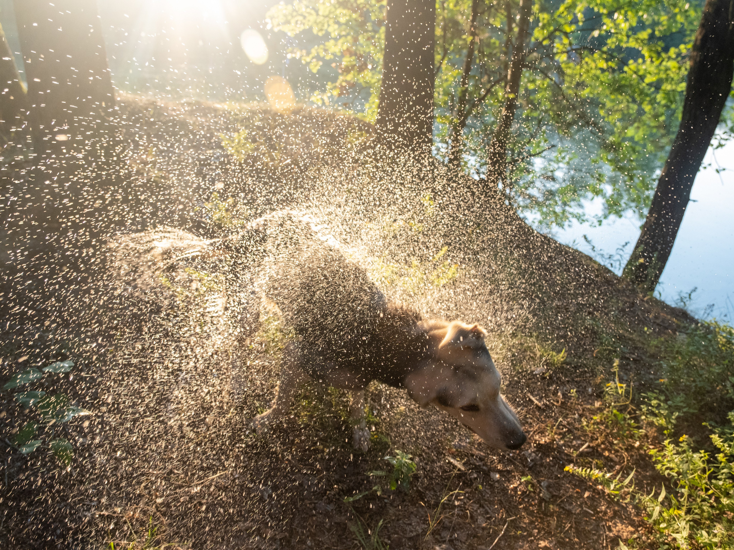 Альфа и Вафля для Екатерины!