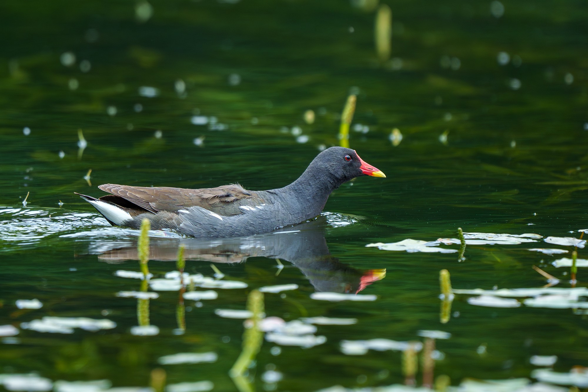 Удивительные мир птиц. Вокруг нас столько прекрасного — присмотритесь!. Ваш личный фотограф Марина Волкова
