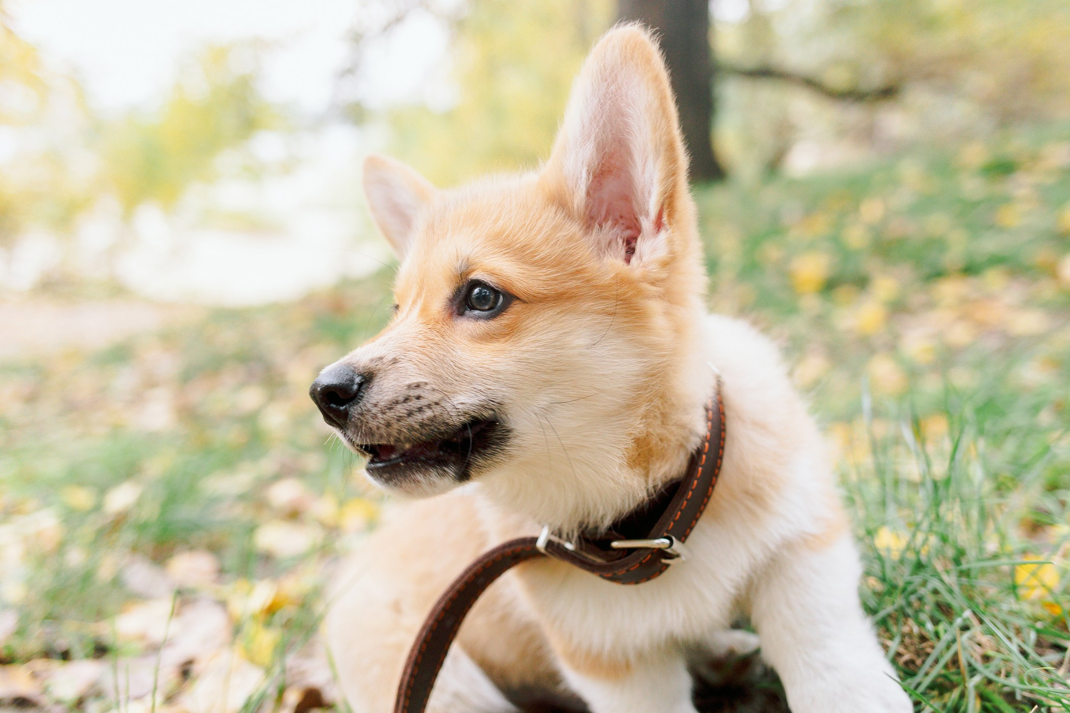 Стич. Семейный, репортажный, свадебный фотограф в Краснодаре Артур Александрин