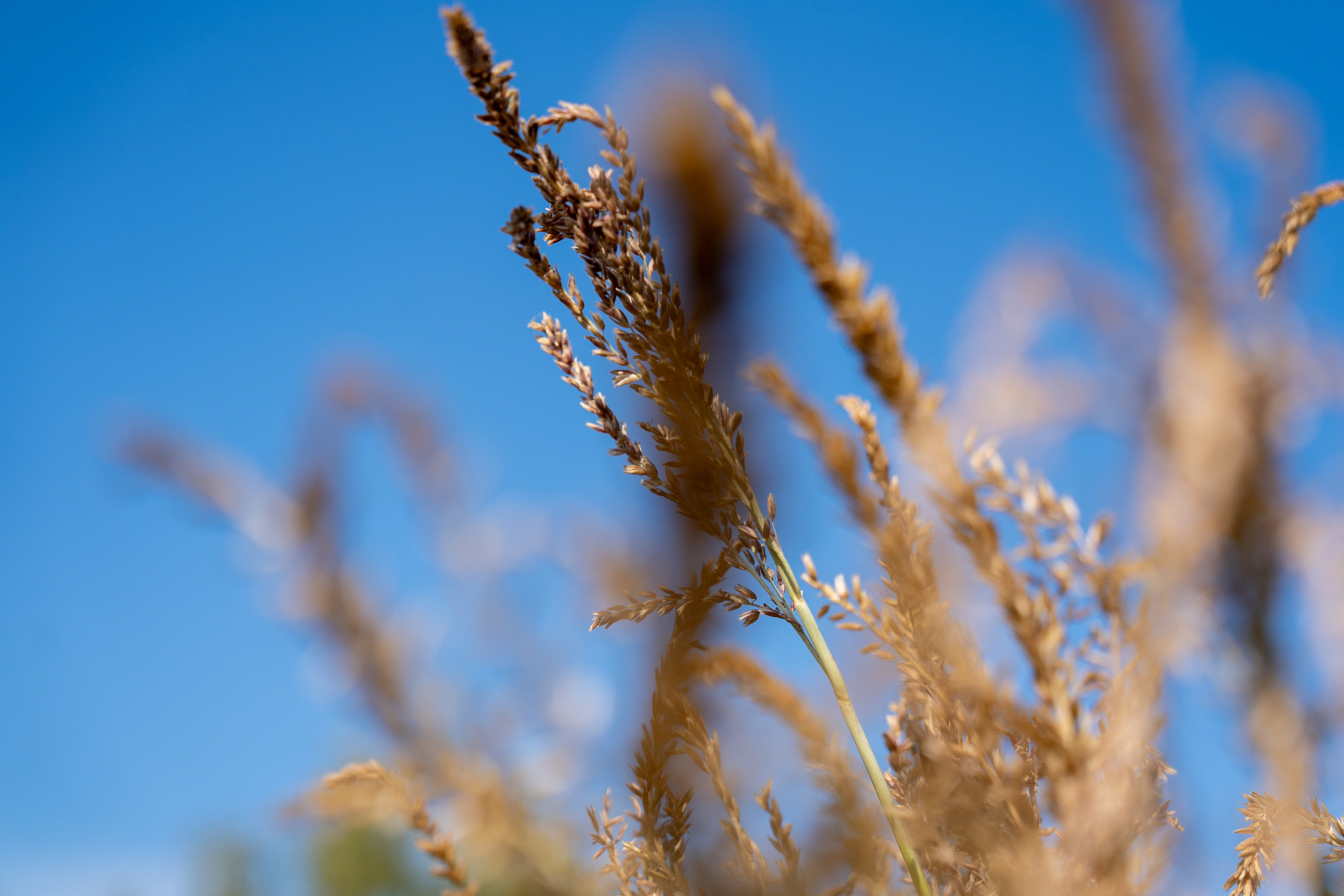 Ярмарка. Фотограф Наталья Сорока Ижевск
