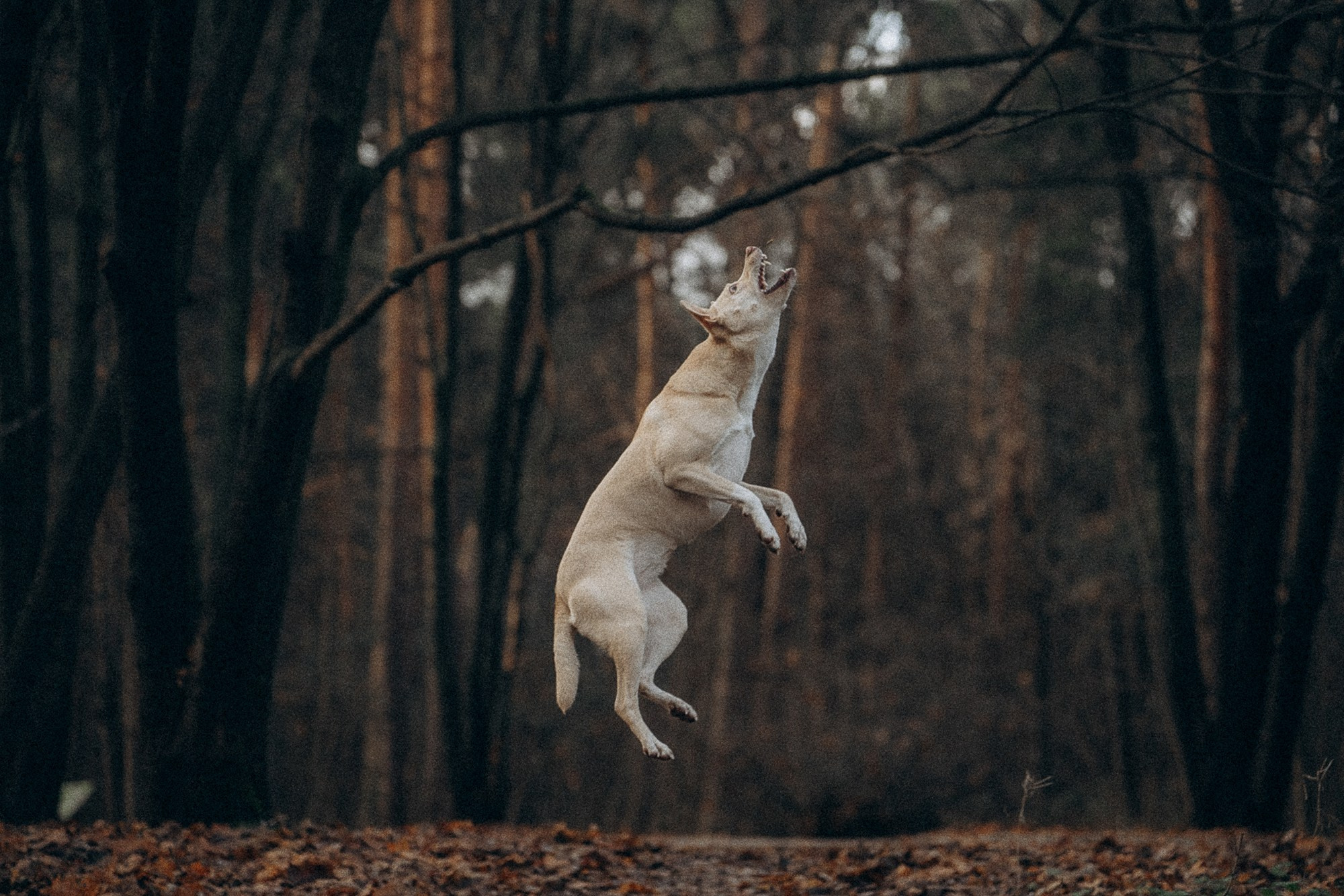 Туся. Фотограф анималист в Москве и Санкт-Петербурге Свиридова Анна