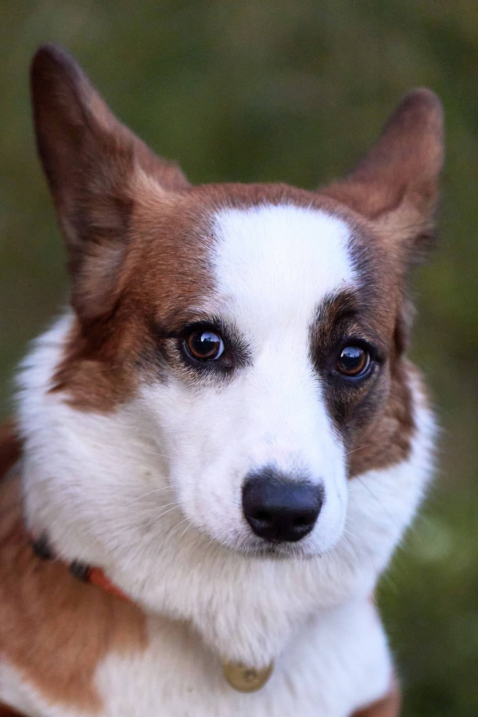 Съемка собак. Фотограф в Екатеринбурге Анастасия Фе