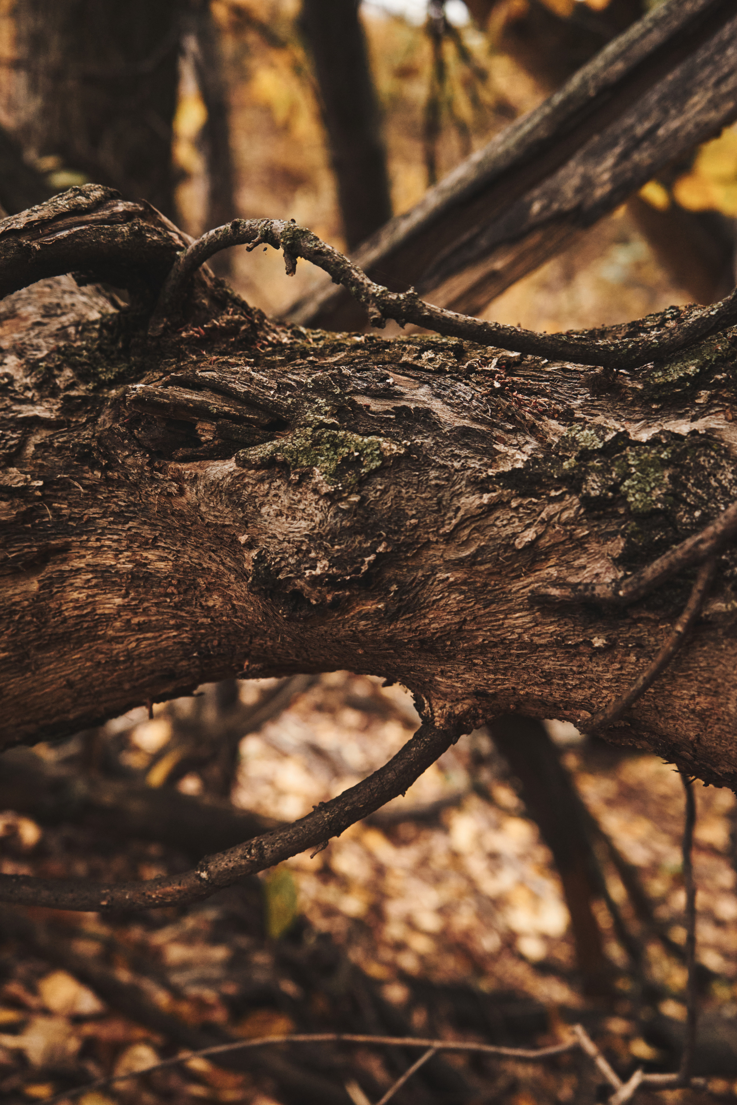 Яночка осень 2022. Кучерявая || Фотограф || Самара·Питер·Москва