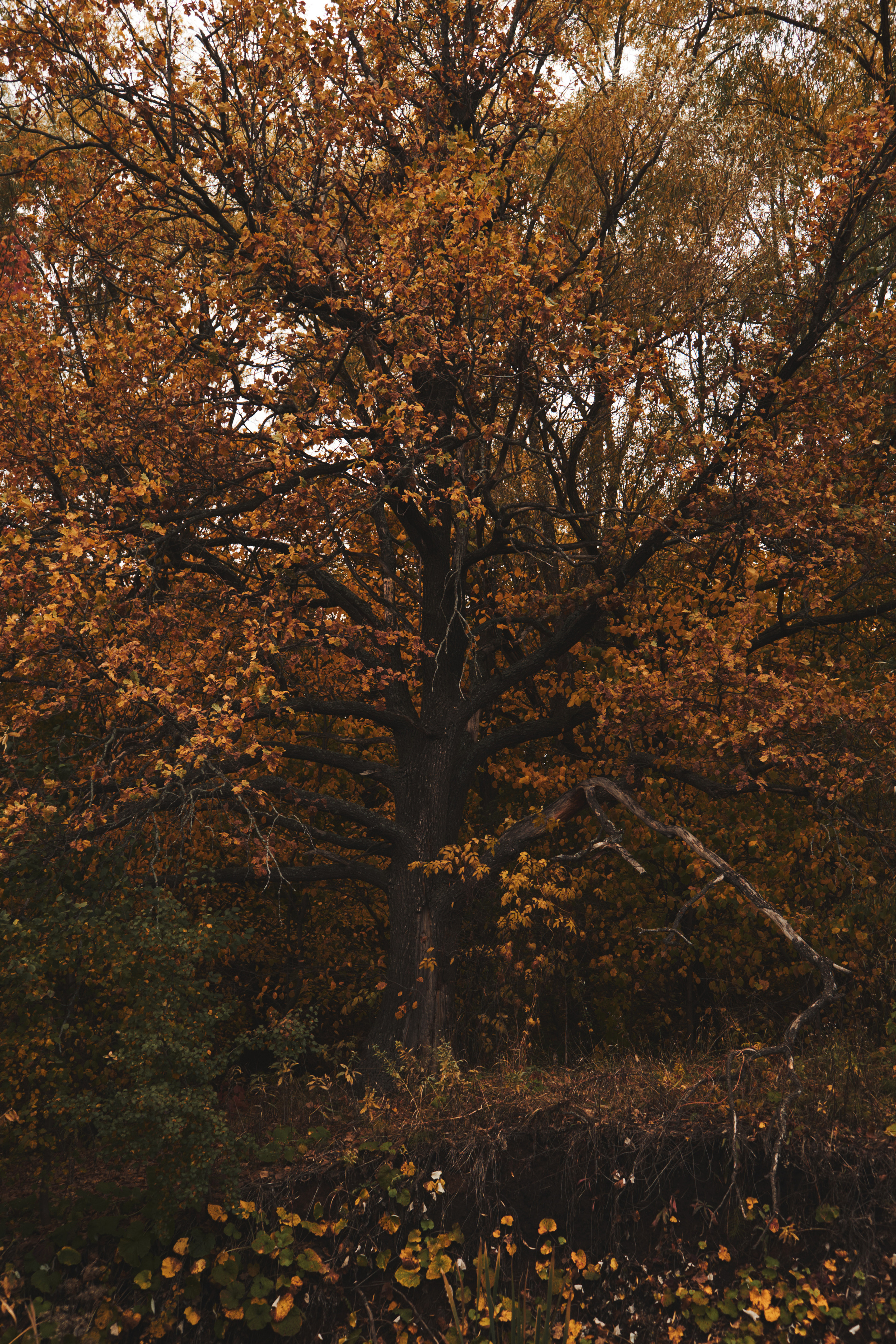 Яночка осень 2022. Кучерявая || Фотограф || Самара·Питер·Москва
