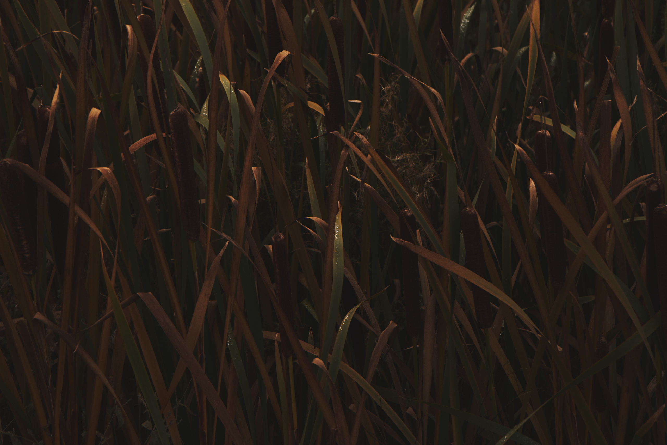 Яночка осень 2022. Кучерявая || Фотограф || Самара·Питер·Москва