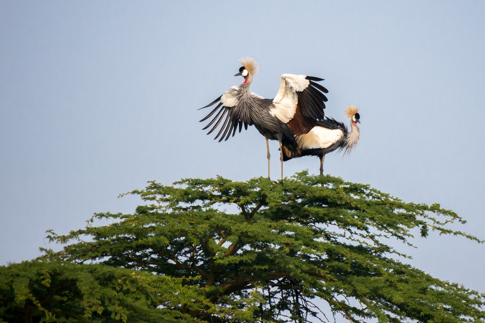 Африка. Кения. Фотосъёмка животных в африканской саванне. Фотограф Алексей Скоробогатько