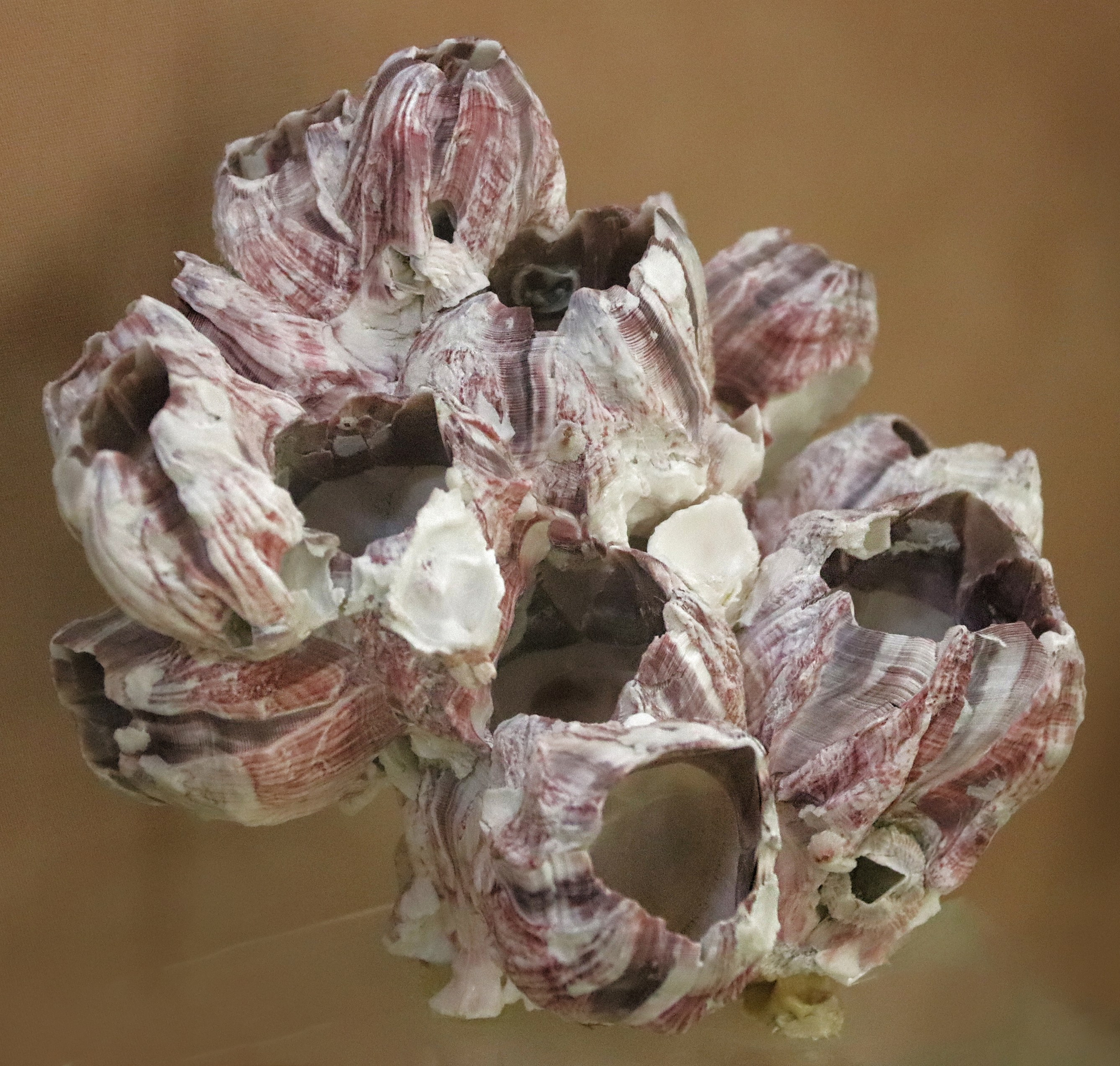 Морской калейдоскоп. Фотограф Юлия Маринина