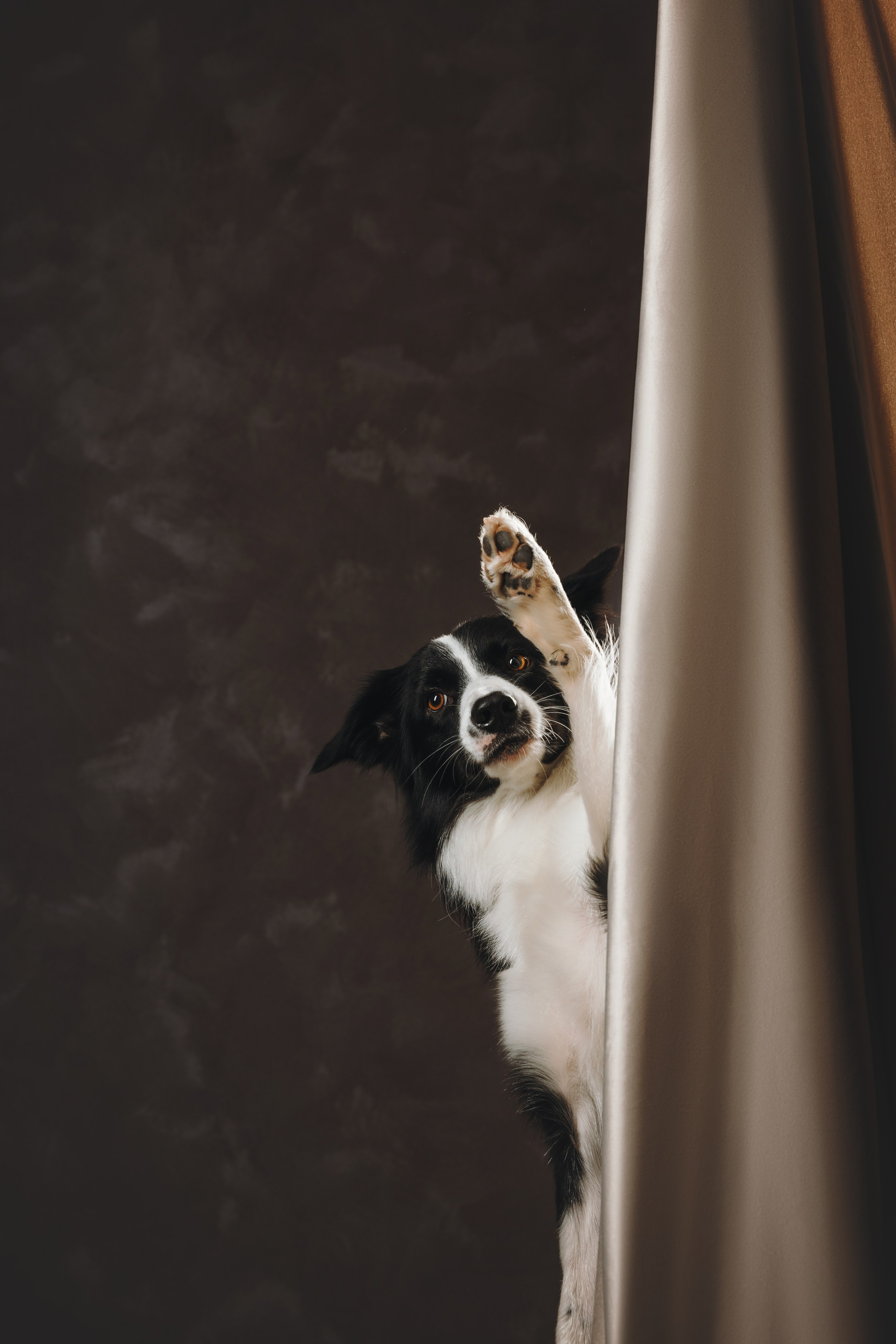 Бордер-колли. Фотограф анималист Осипчикова Мария