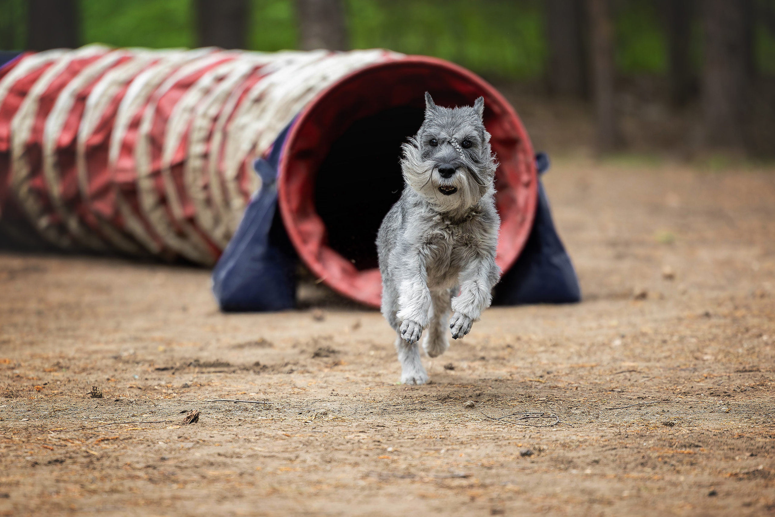Тренировка аджилити. Фотограф Анималист в Перми Анастасия Остерман