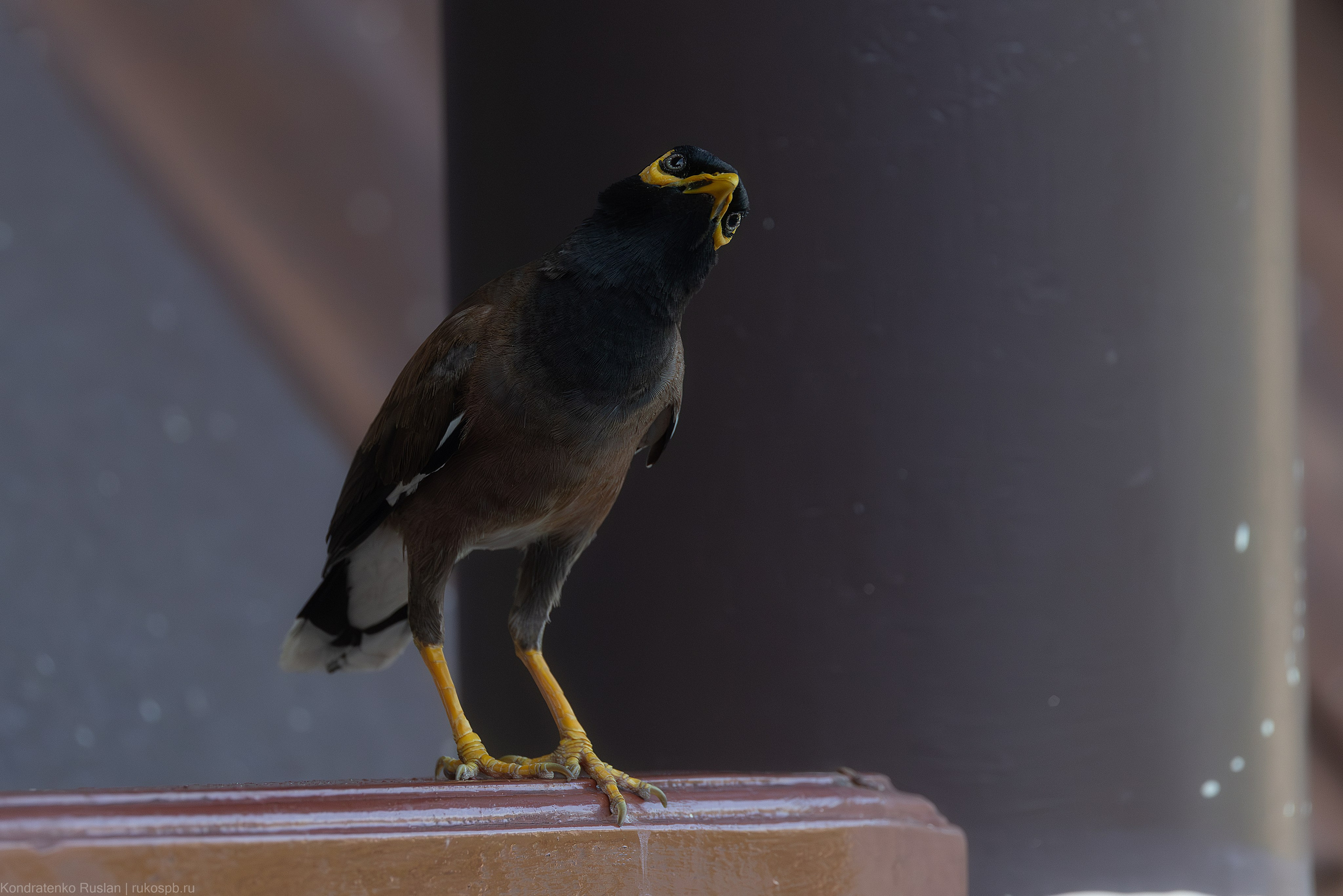 Обыкновенная майна. Архитектурный и пейзажный фотограф Кондратенко Руслан, Санкт-Петербург