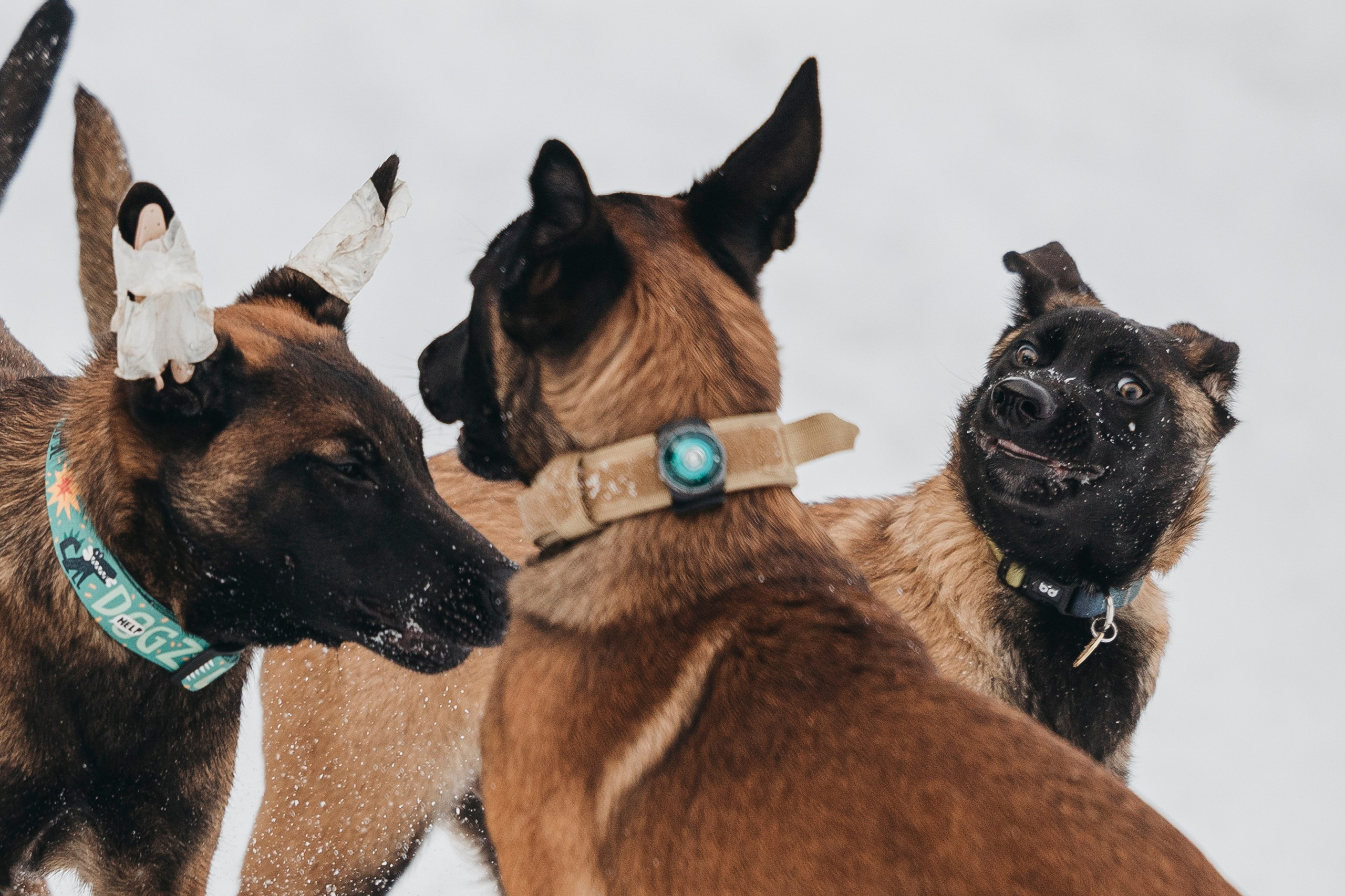 Даша, Омен, Айс и Рицу. Фотограф-анималист Анна Маринич
