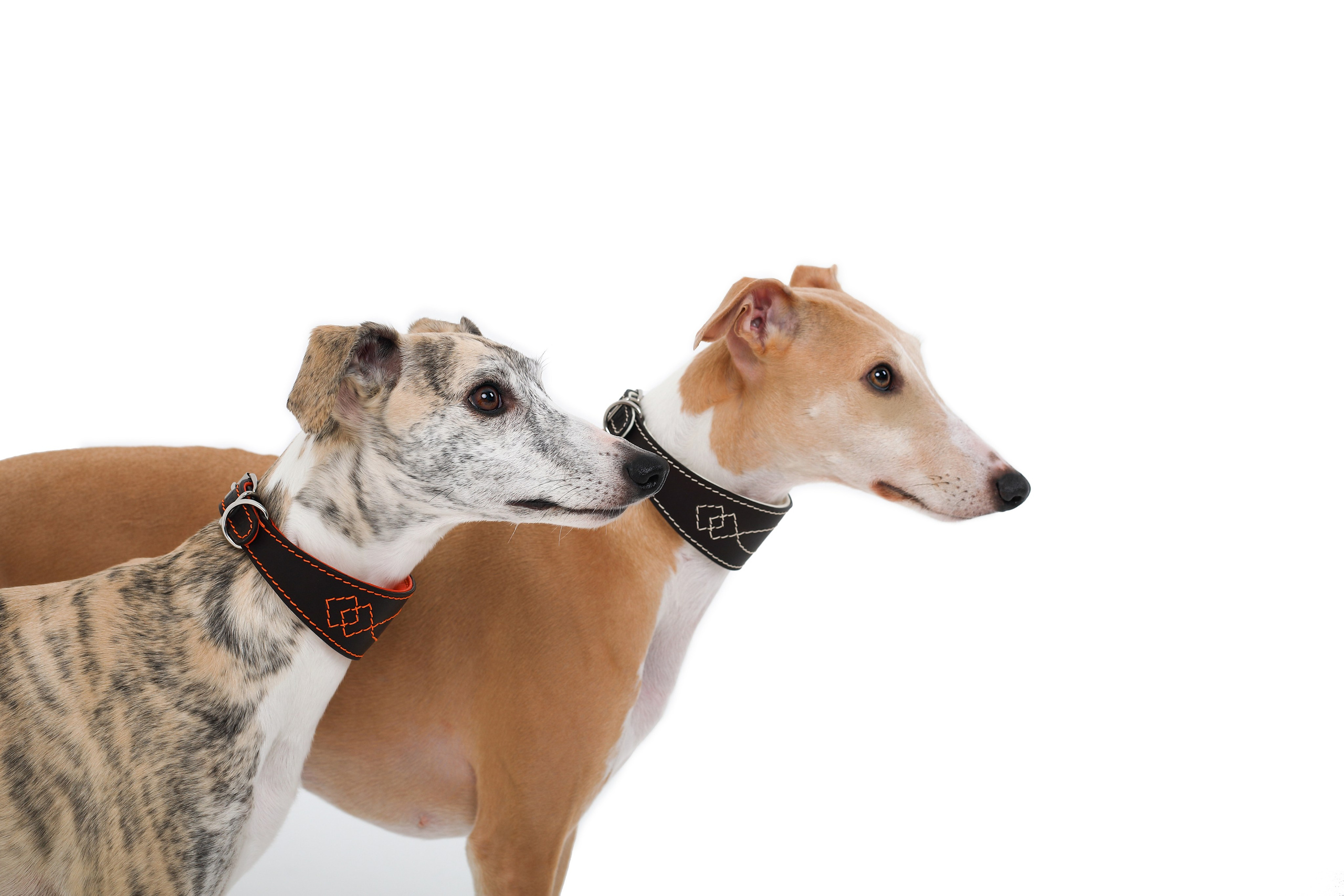 Для брендов. Фотограф- анималист Санкт-Петербург