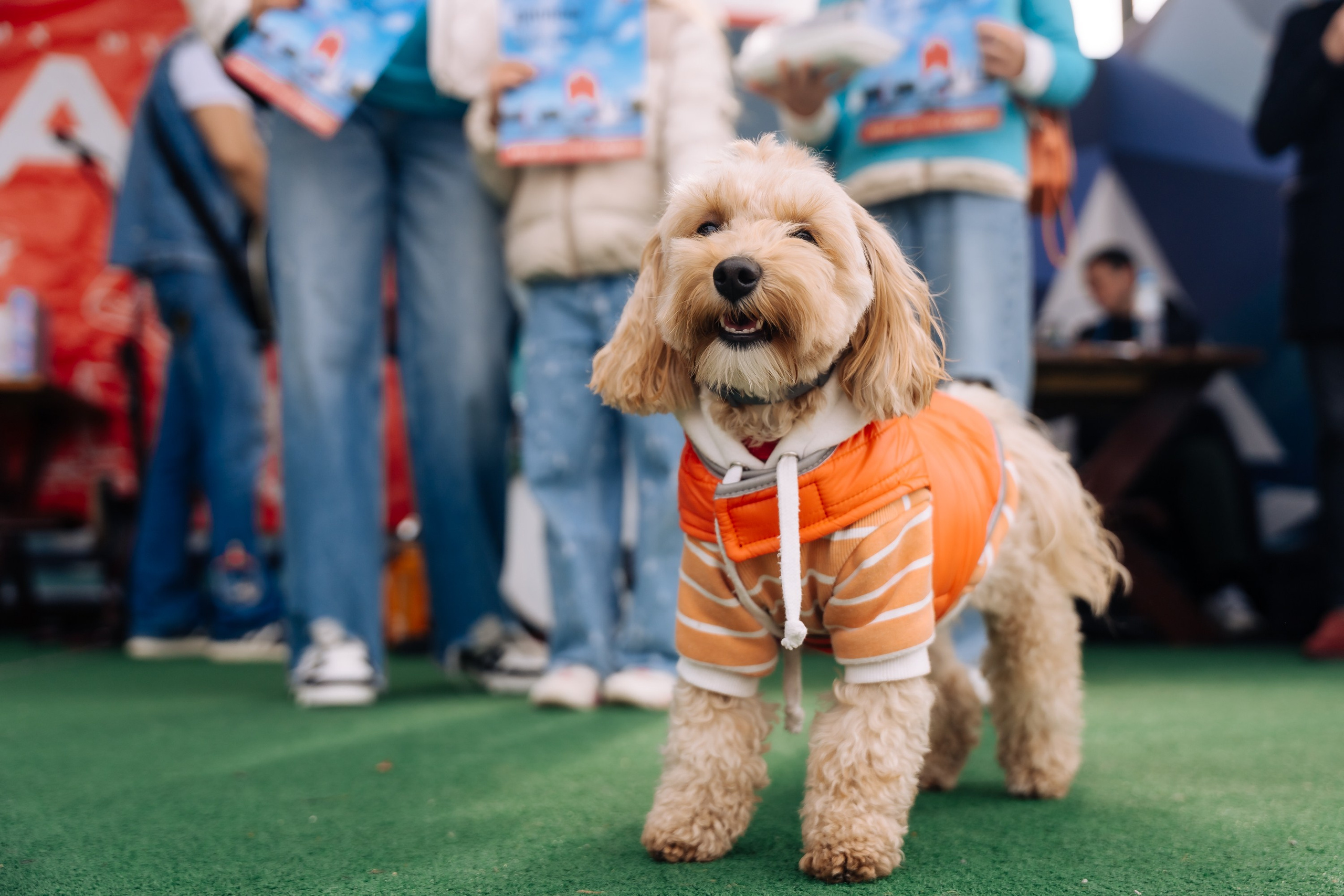 Дневные события. Geometria