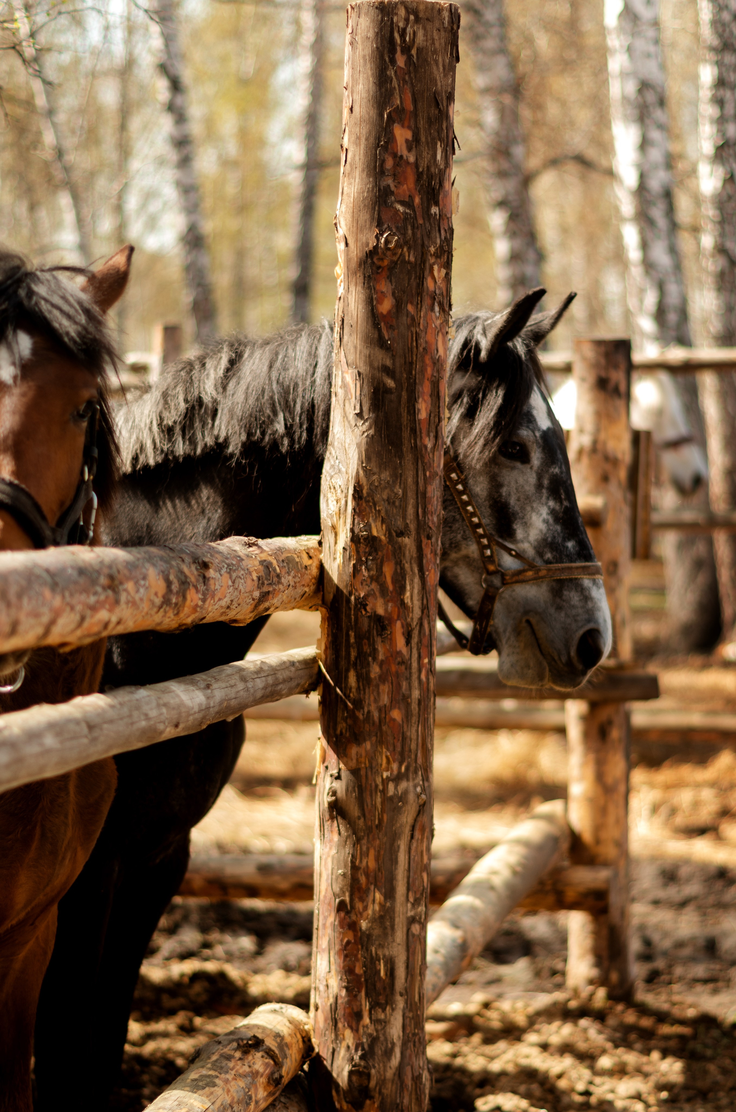 Фотограф Марина Доглядная Челябинск фотосессии с лошадьми, мотоциклами