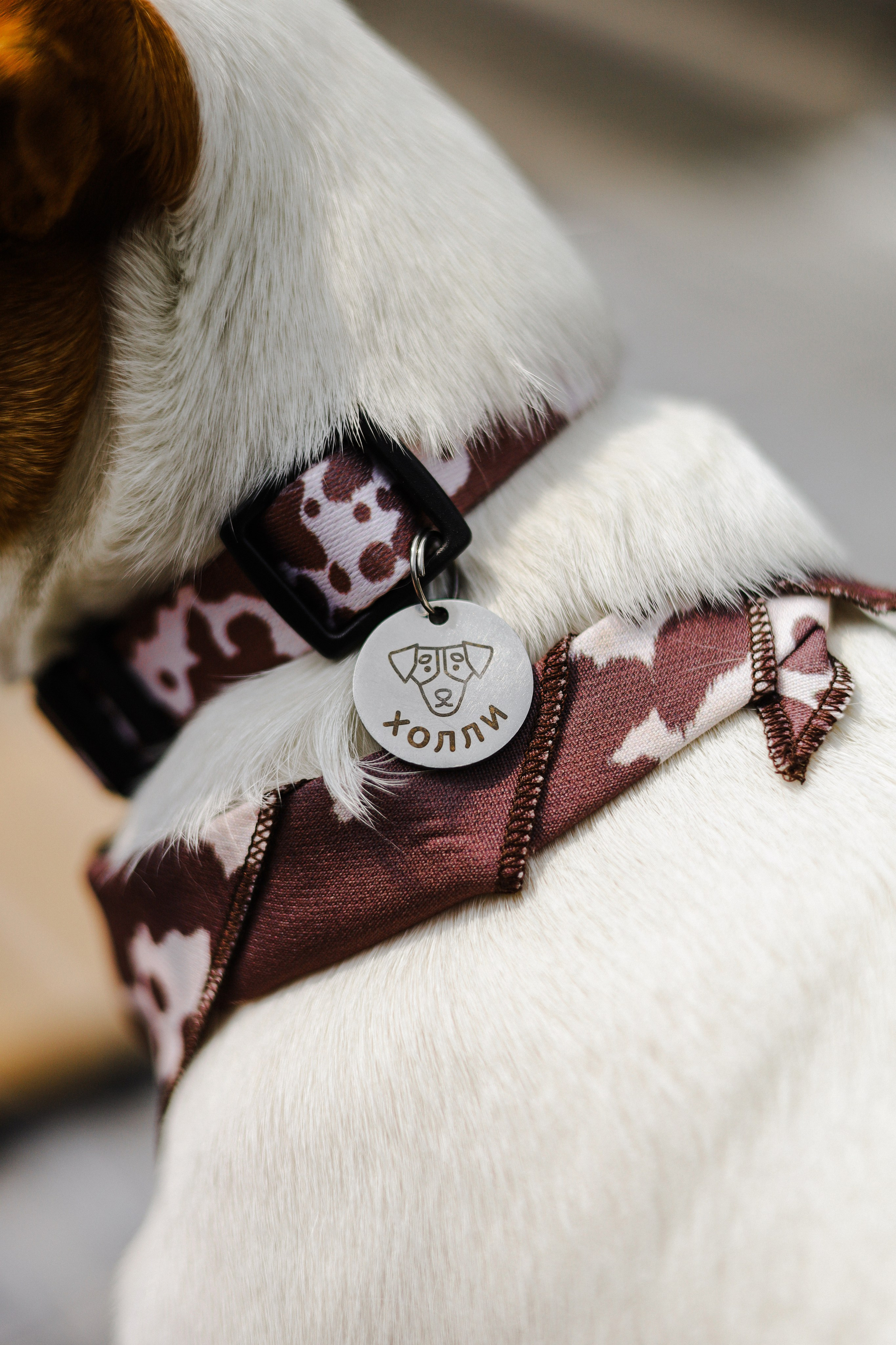 Холли и Катя. Фотограф-анималист Ксения Шевцова|Москва