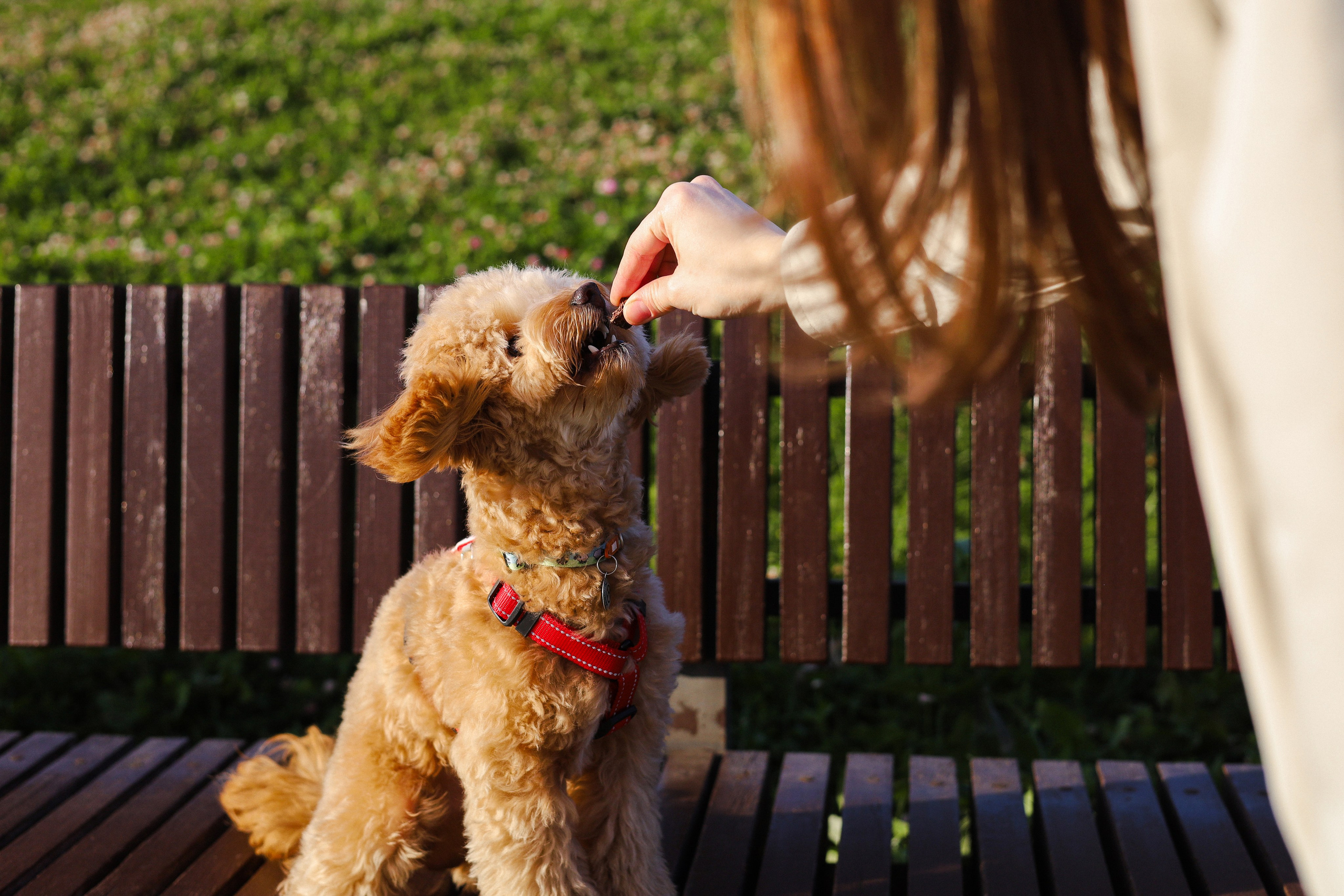 Поршик и Ксения. Фотограф-анималист Ксения Шевцова|Москва