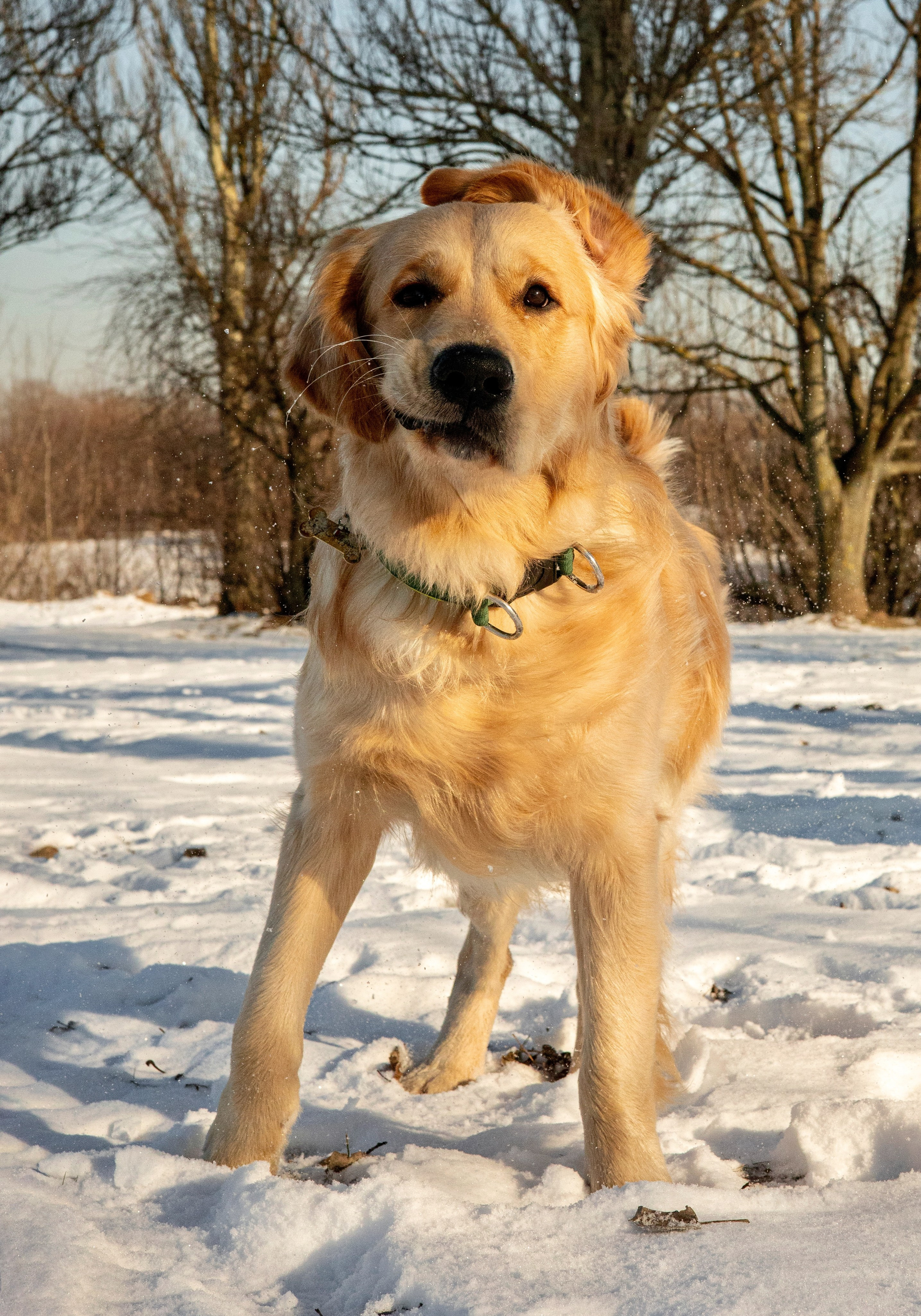 Ларри и его семья. Фотограф-анималист Ксения Шевцова|Москва