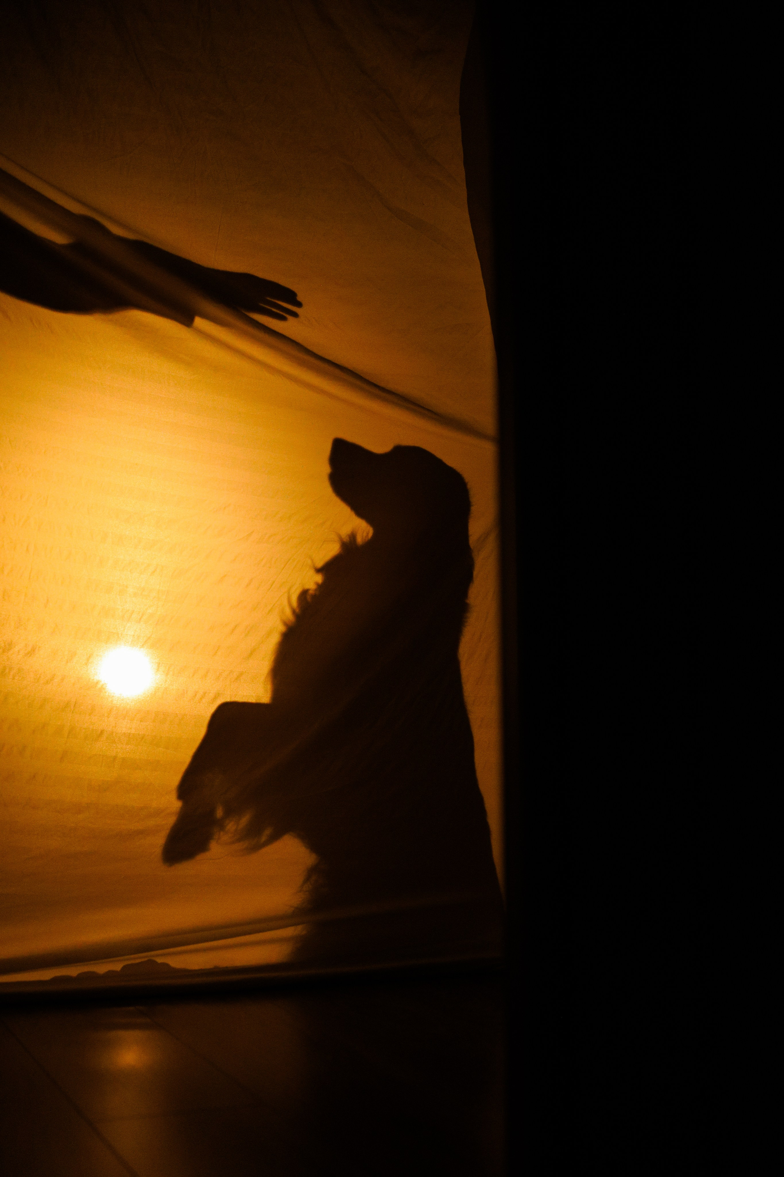 Зиз и Юля. Новогодняя. Фотограф-анималист Ксения Шевцова|Москва