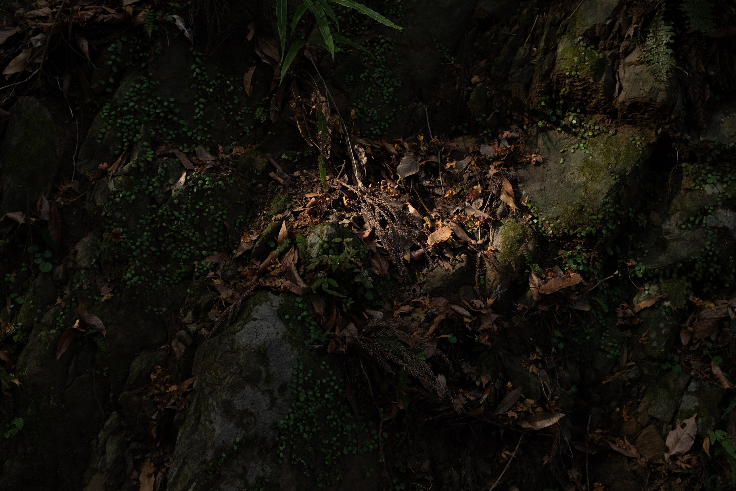 Nature. Regina Platonova