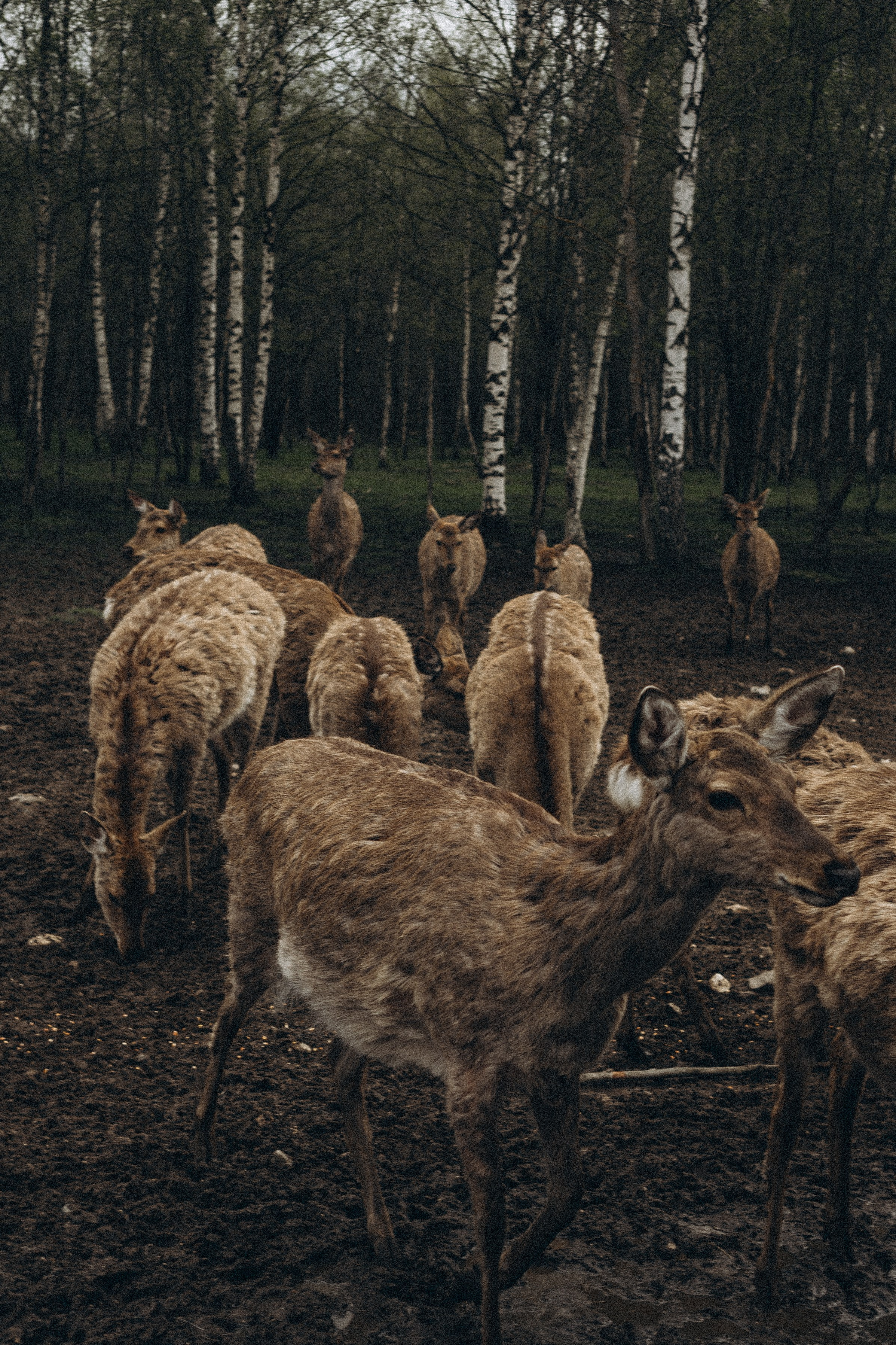 ОЛЕНЬЯ ФЕРМА В ТВЕРИ. Профессиональный фотограф, Санкт-Петербург — Виктория Богомолова